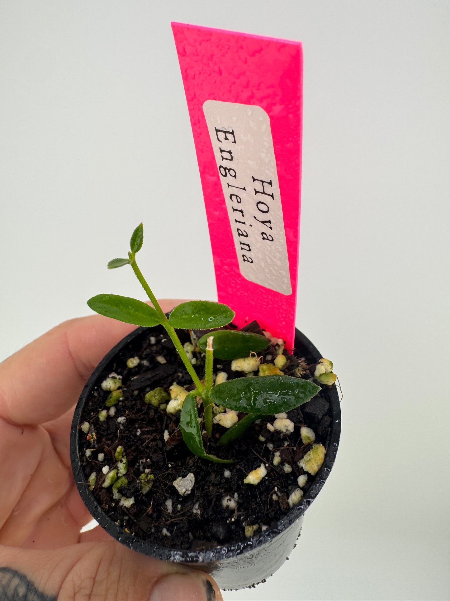 Hoya Engleriana ‘Vietnam’