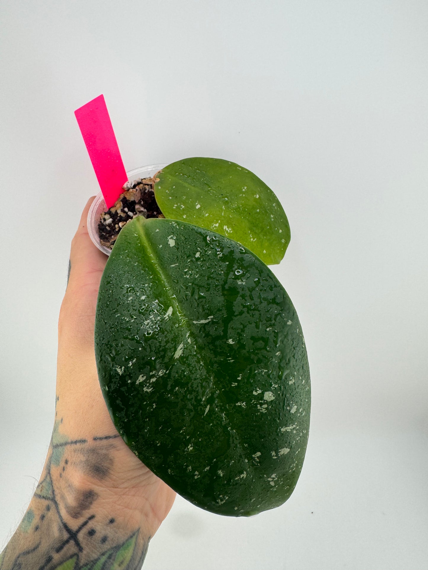 Hoya ‘David’s Green Cup’