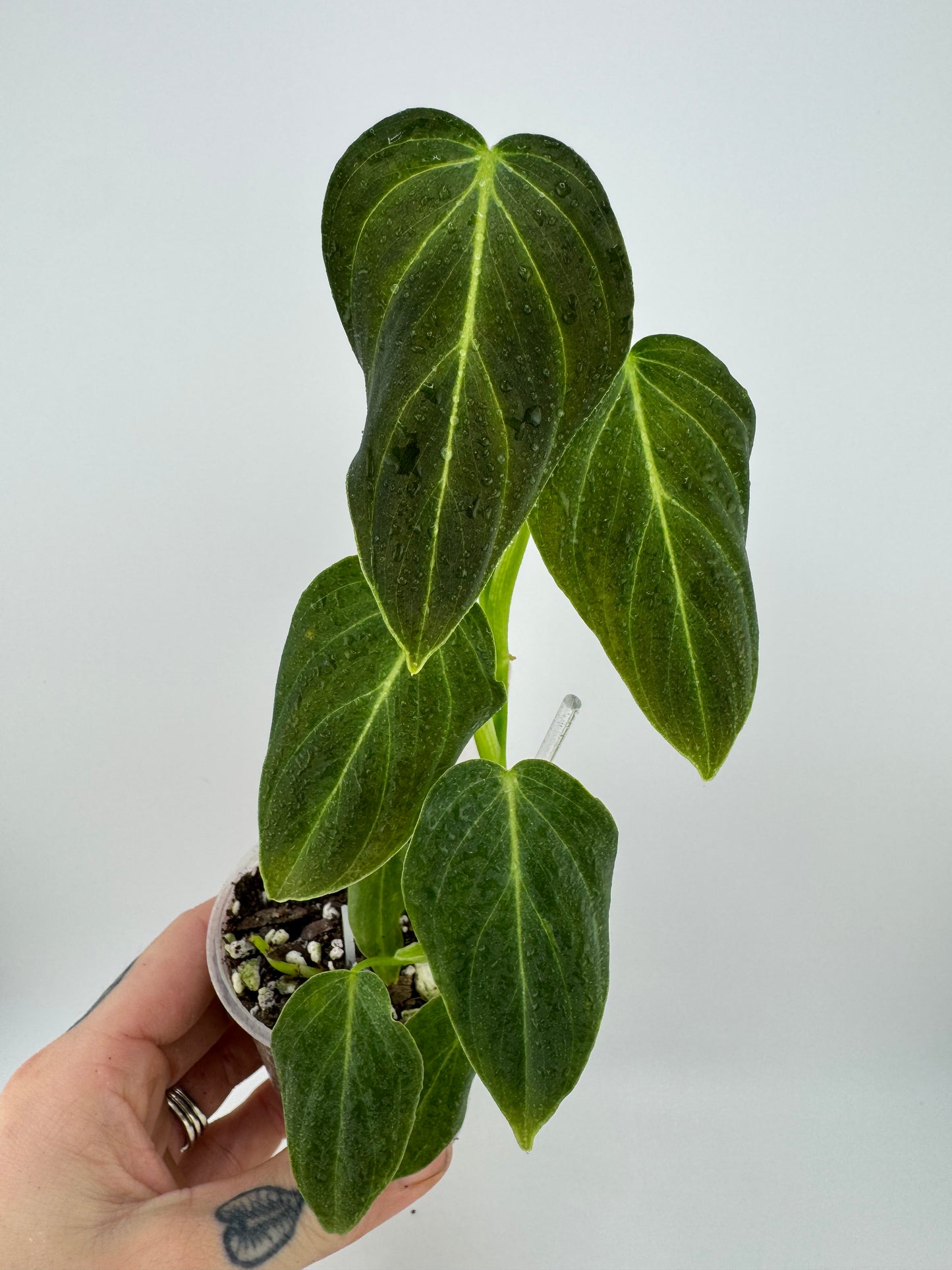 Philodendron splendid (verrucosum X Melanocrysum)
