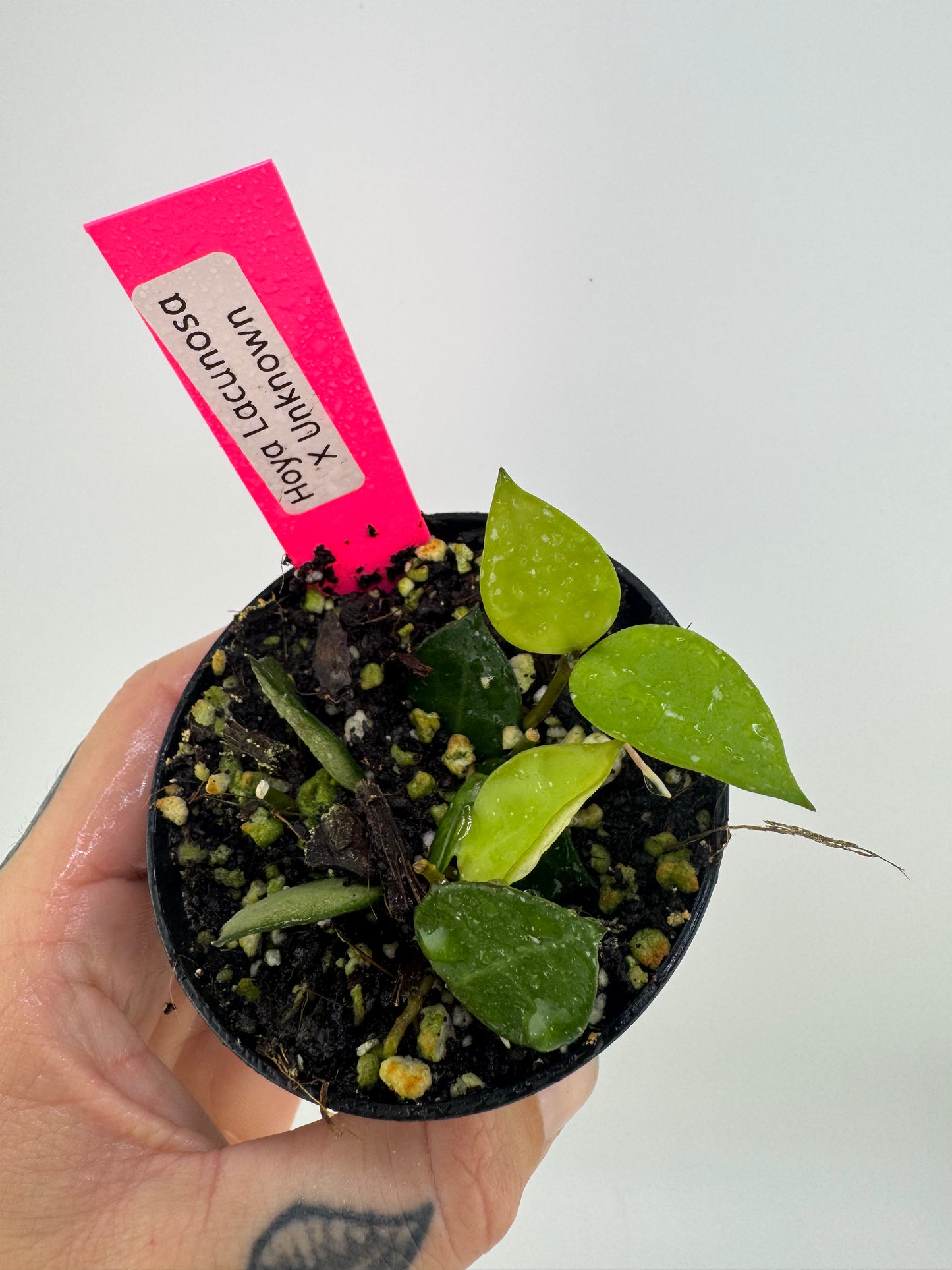 Hoya Lacunosa X Unknown