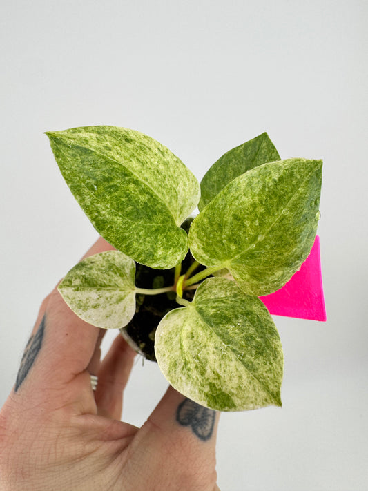 Variegated Anthurium Hookeri