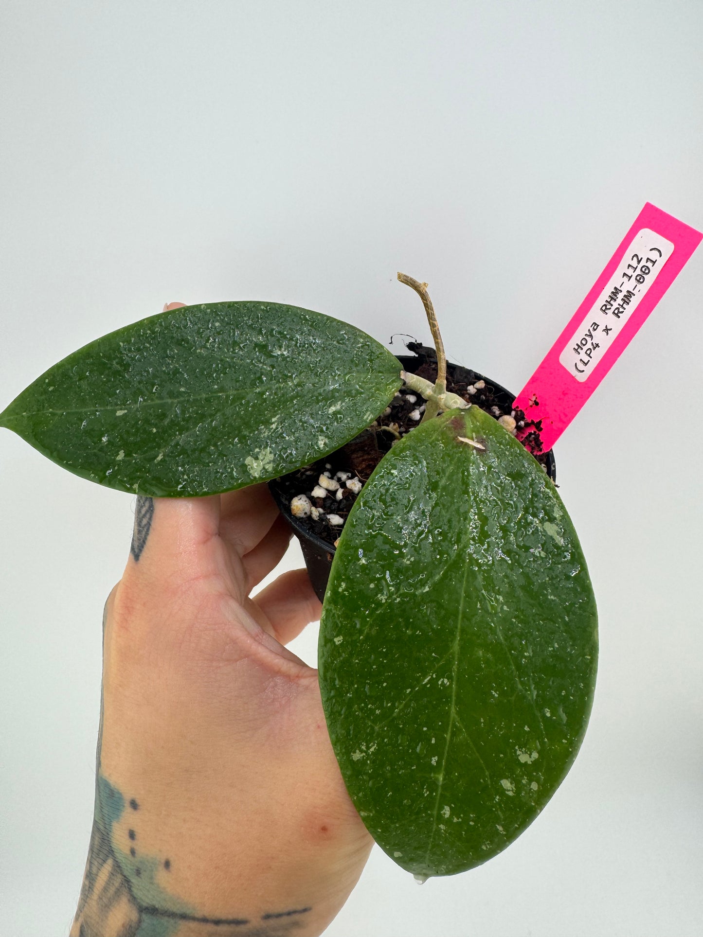 Hoya RHM-112 (LP4 x RHM-001)