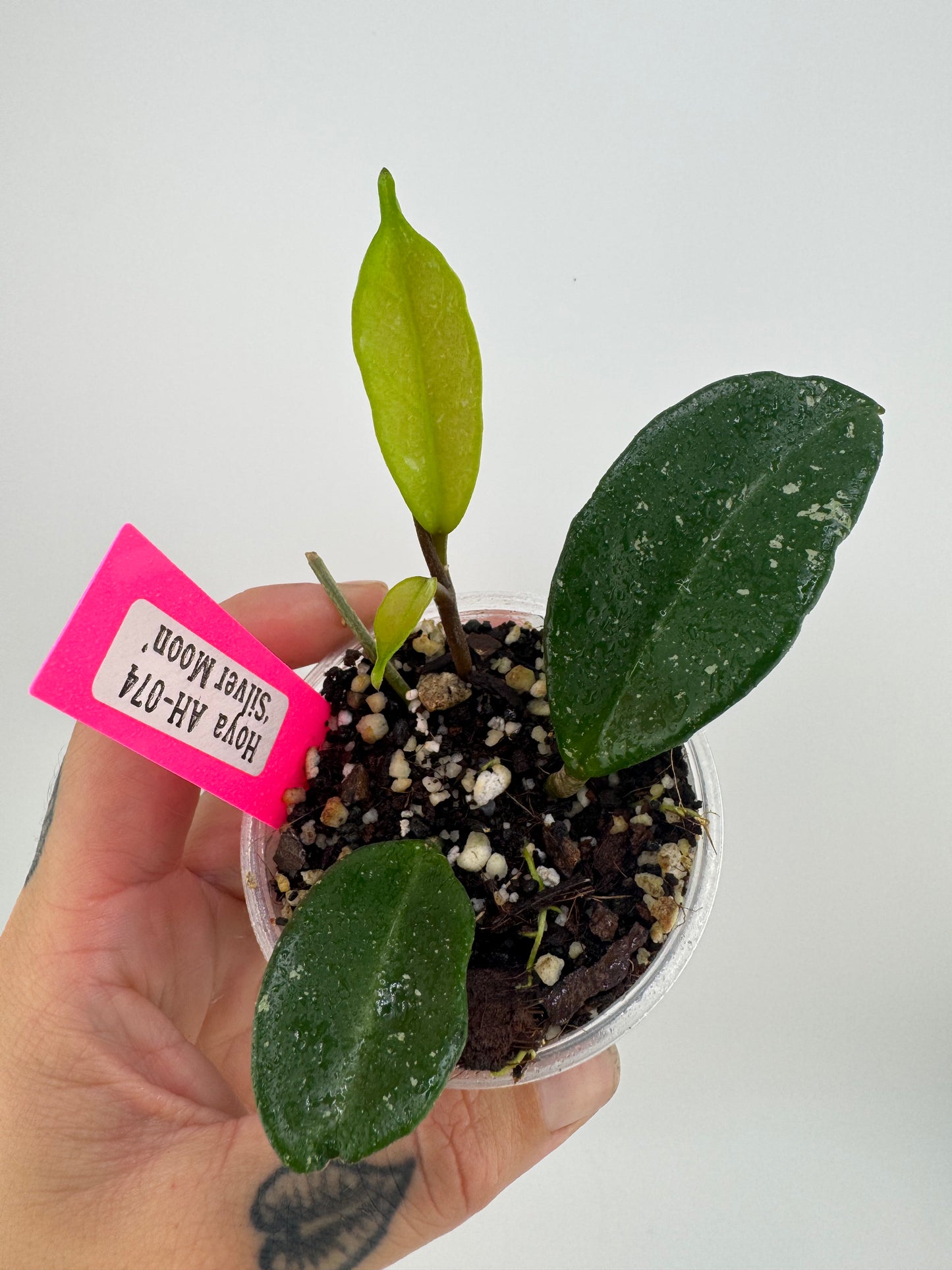 Hoya Carnosa 'Silver Moon' (AH-074 Green Form)