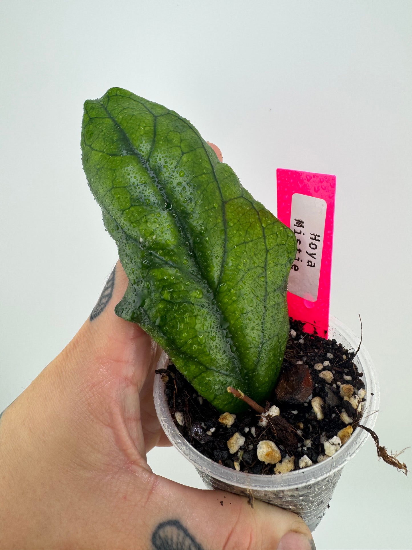 Hoya Mistie