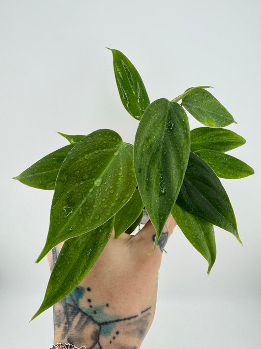 Philodendron Nangaritense ‘Fuzzy Petiole’
