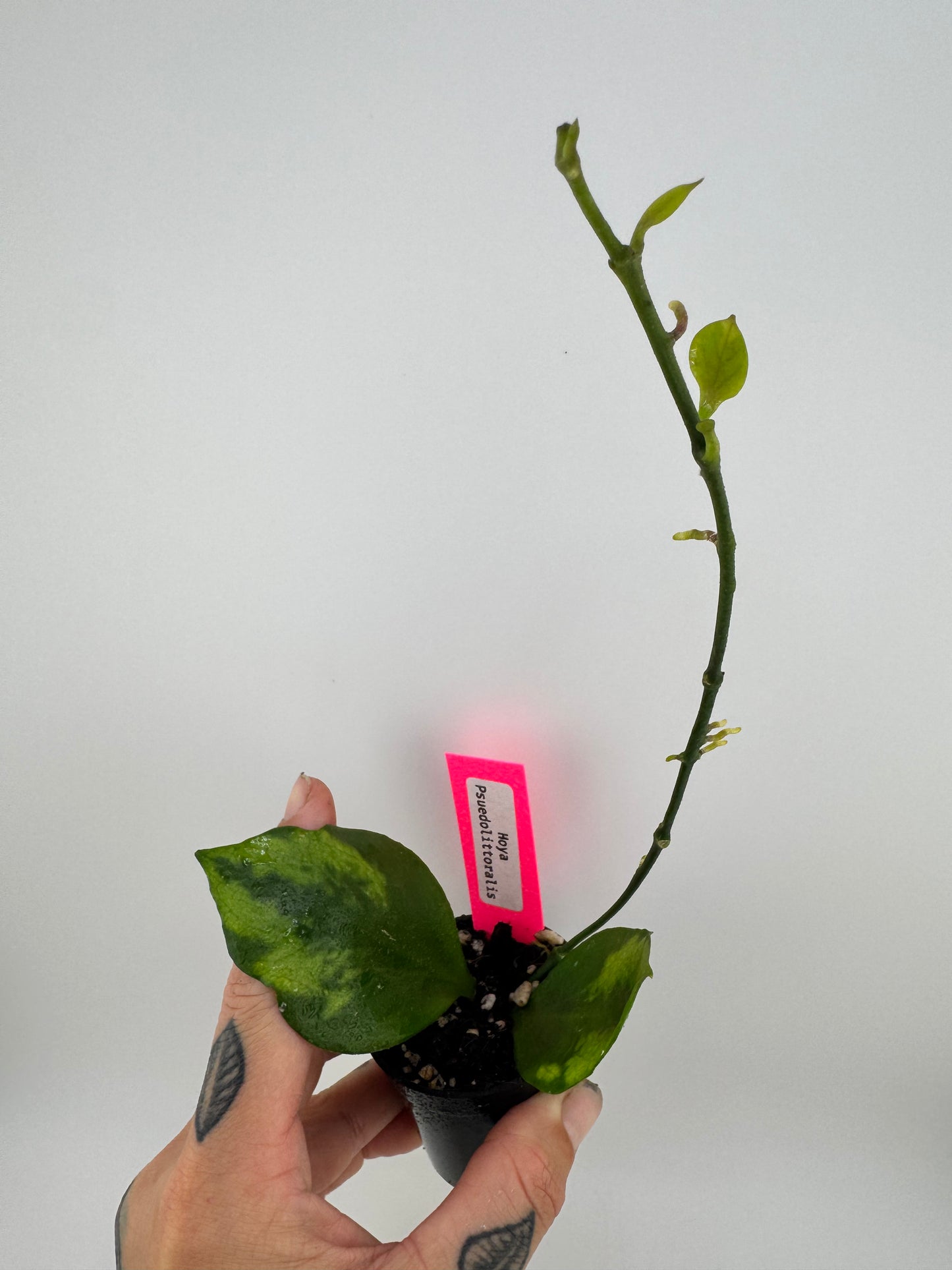 Hoya Psuedolittoralis