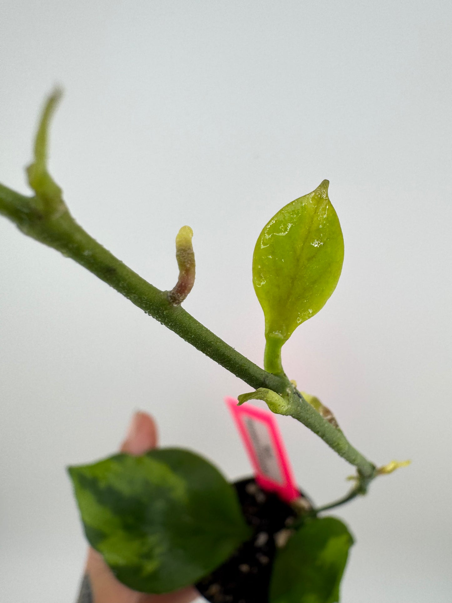Hoya Psuedolittoralis