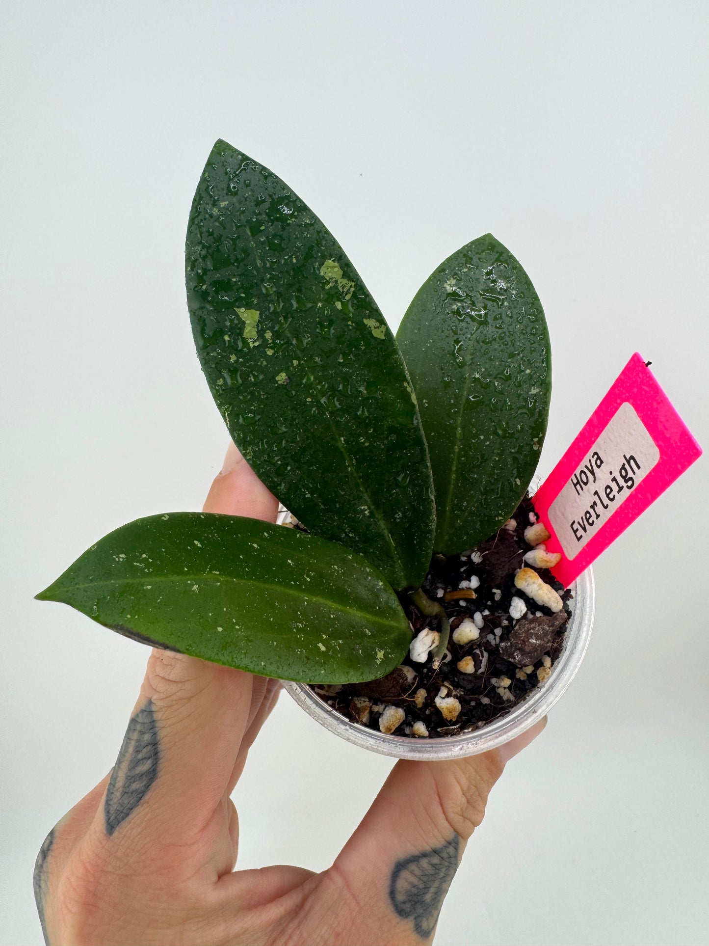 Hoya Everleigh