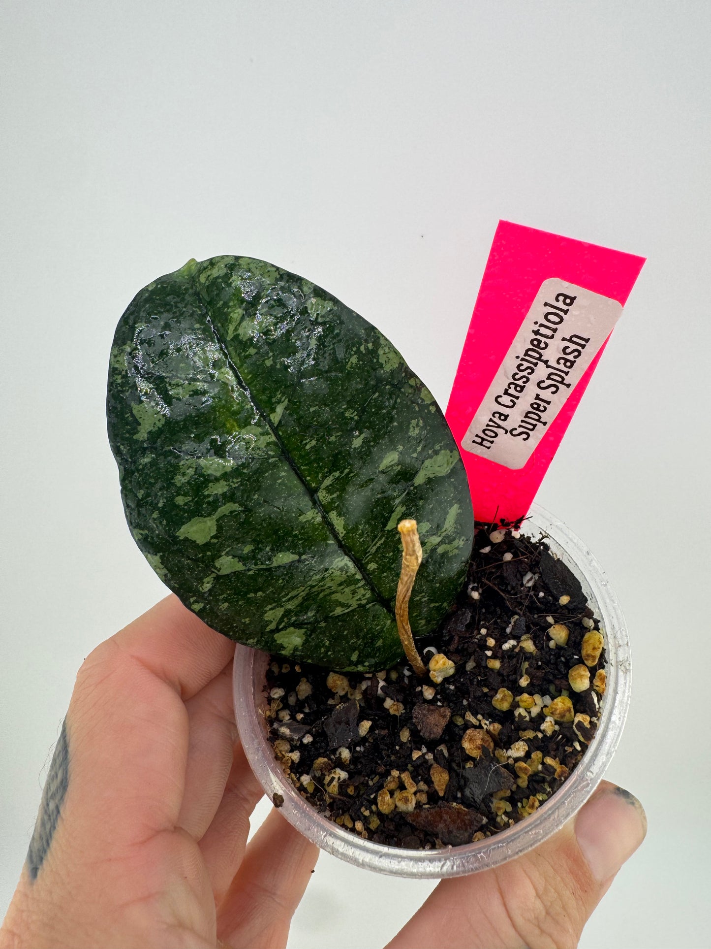 Hoya Crassipetiola Super Splash