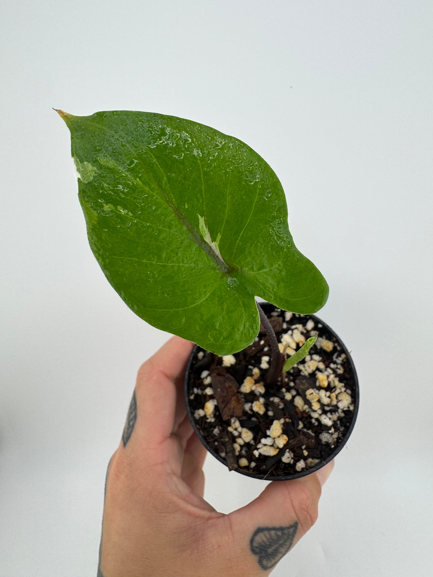 Alocasia Black Stem Variegated