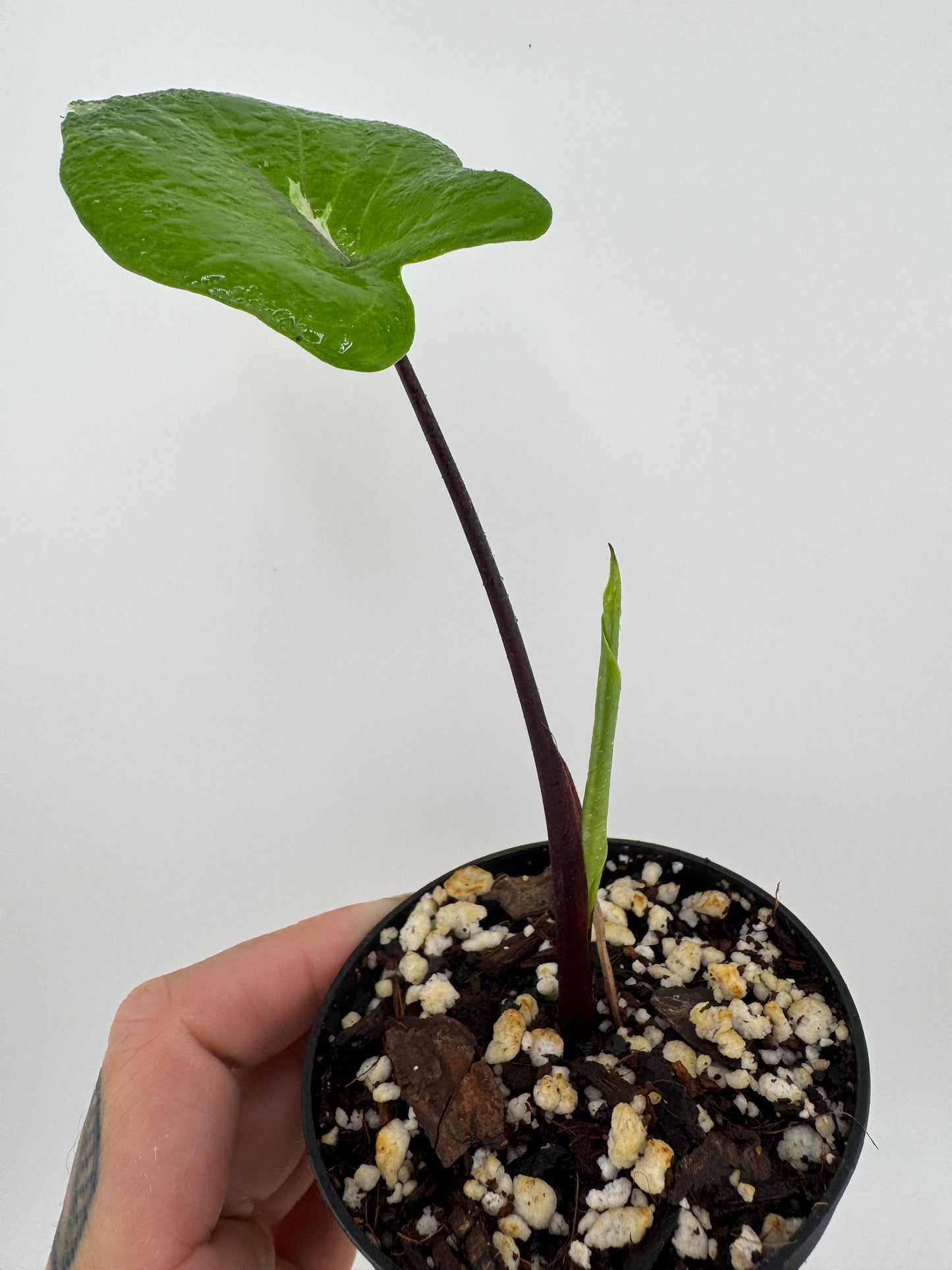 Alocasia Black Stem Variegated