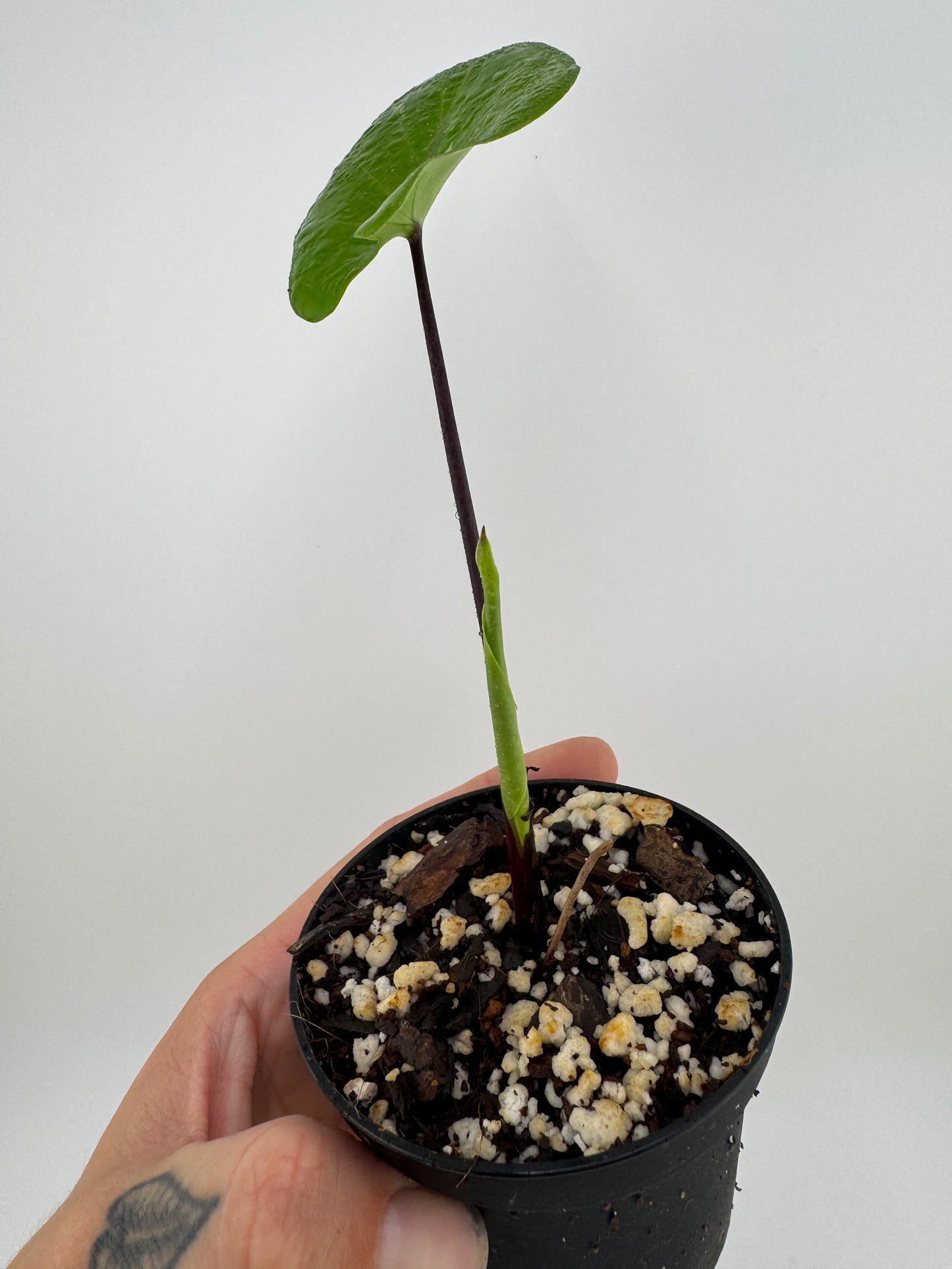 Alocasia Black Stem Variegated