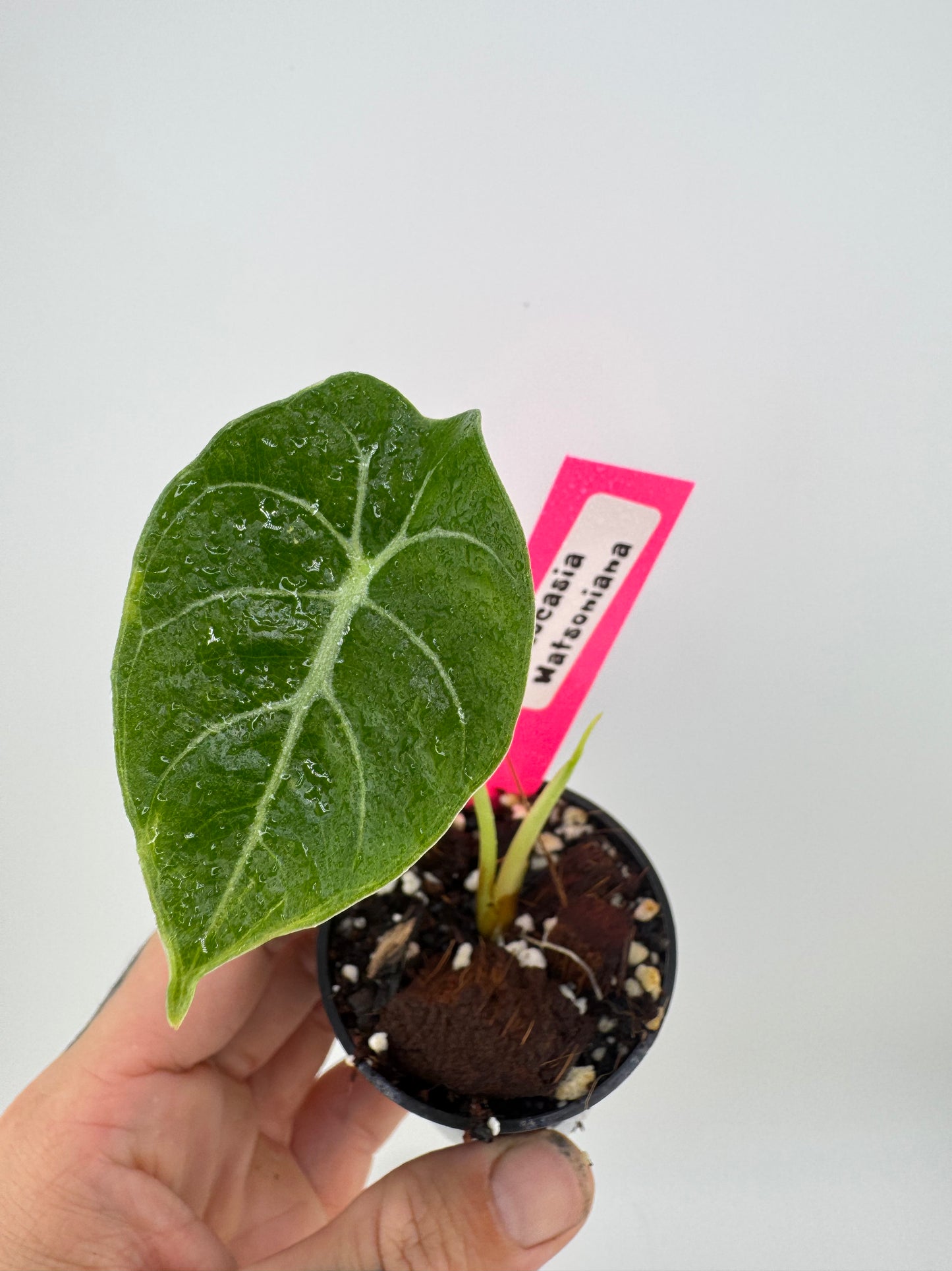 Alocasia Watsoniana