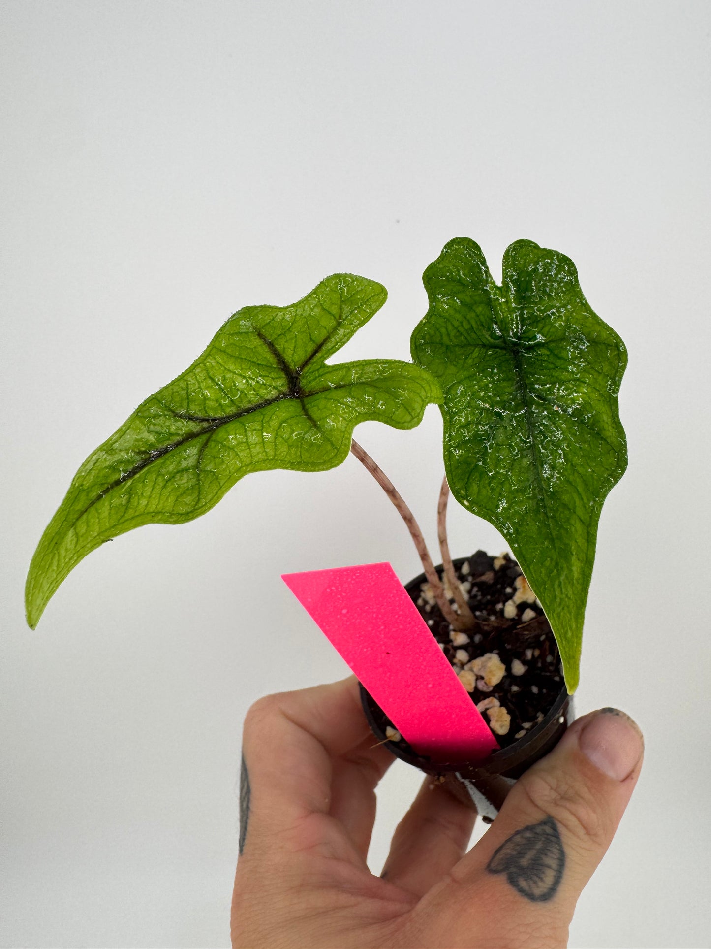Alocasia Jacklyn