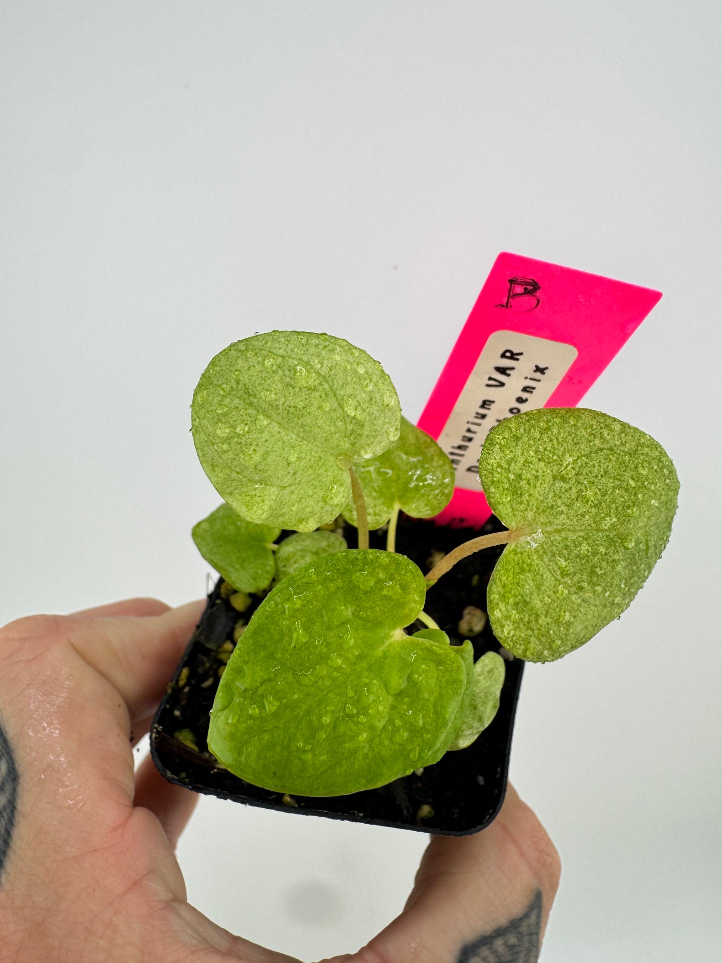 Anthurium Dark Phoenix ‘Mint’ Variegated #B