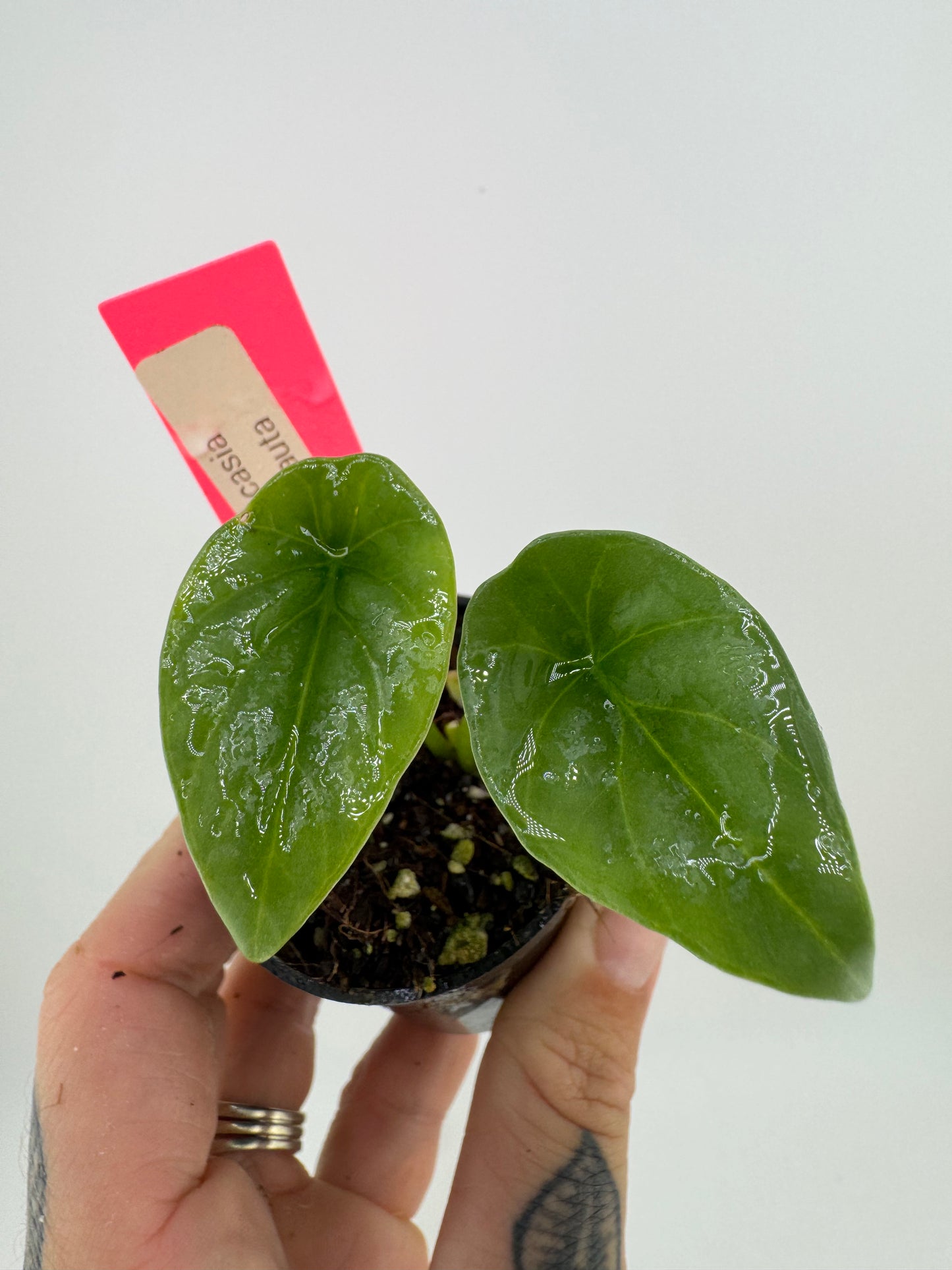 Alocasia Sinauta ‘Quilted Dream’