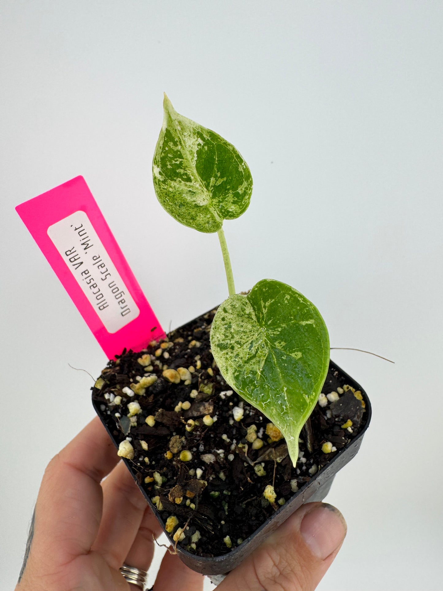 Variegated Alocasia Dragon Scale ‘Mint’