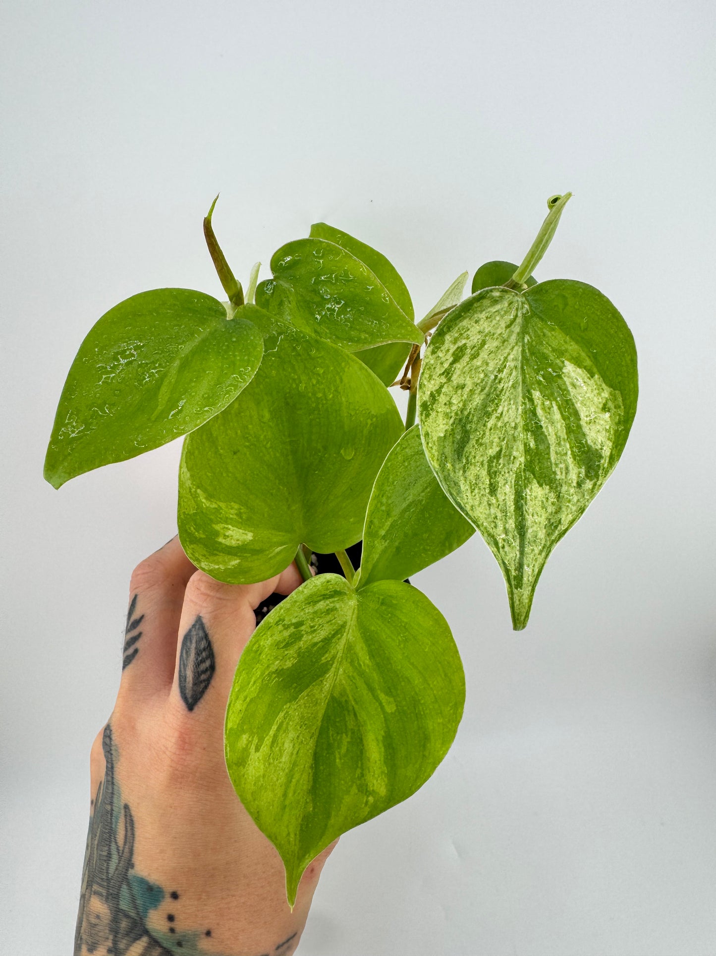 Philodendron Heartleaf Marble Variegated