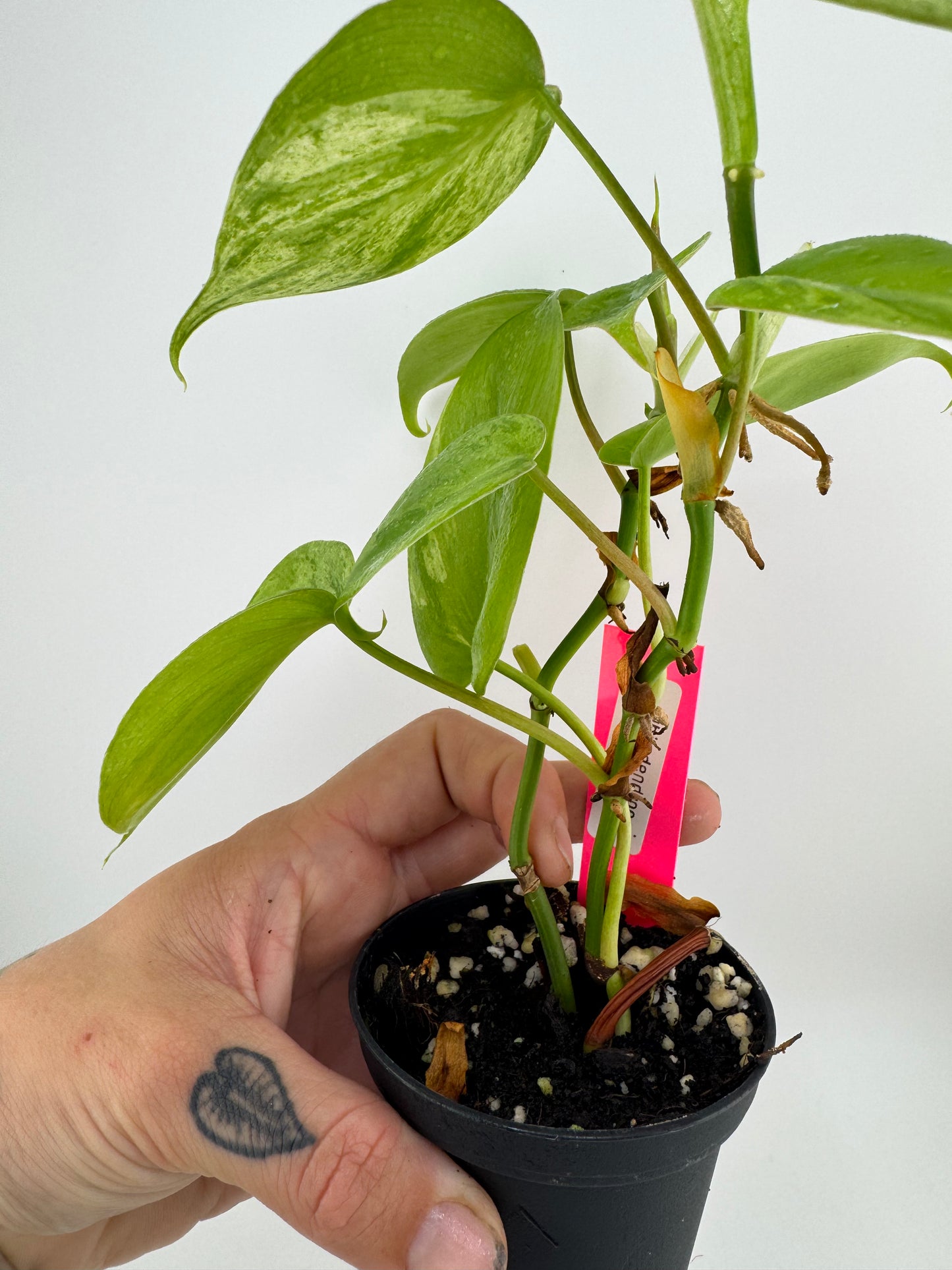 Philodendron Heartleaf Marble Variegated