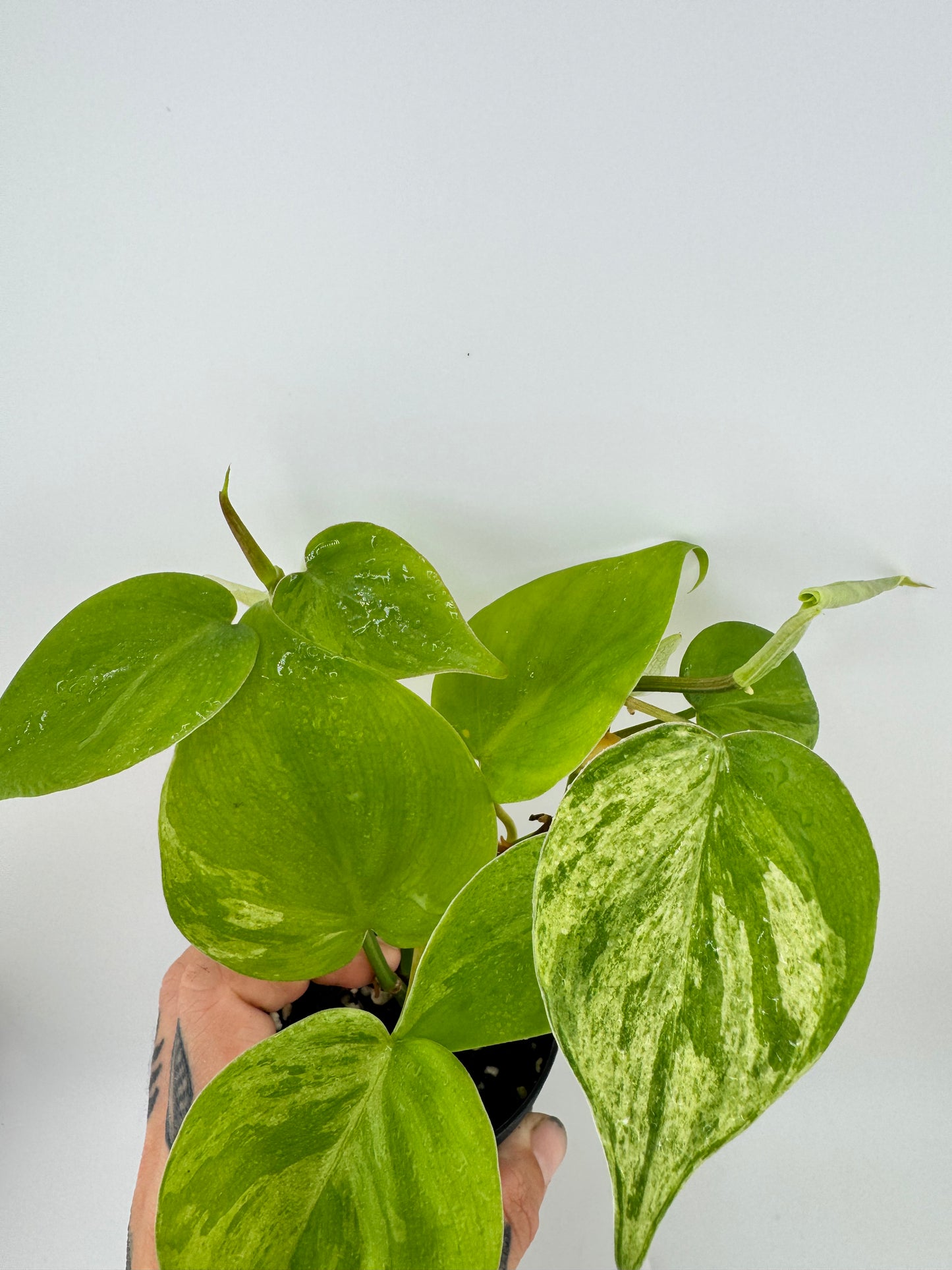 Philodendron Heartleaf Marble Variegated
