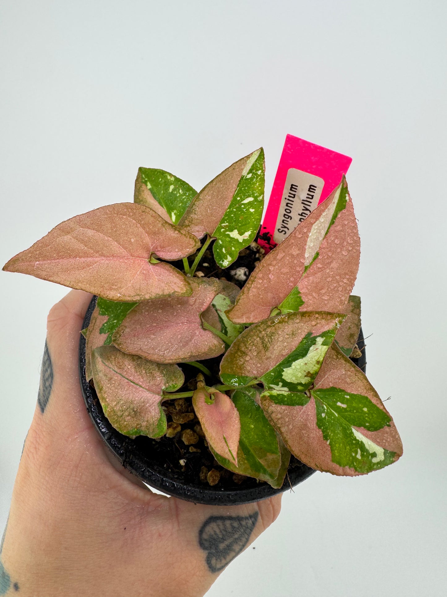 Syngonium Variegated Red Spot Tricolor