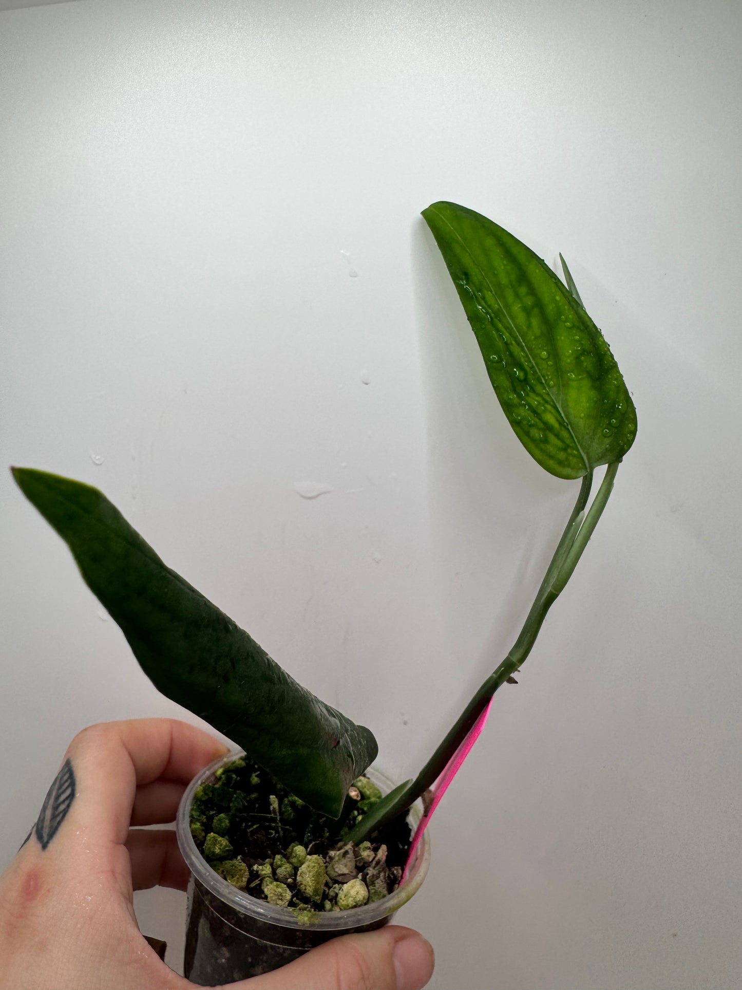 Monstera Barrieri (rare tropical)