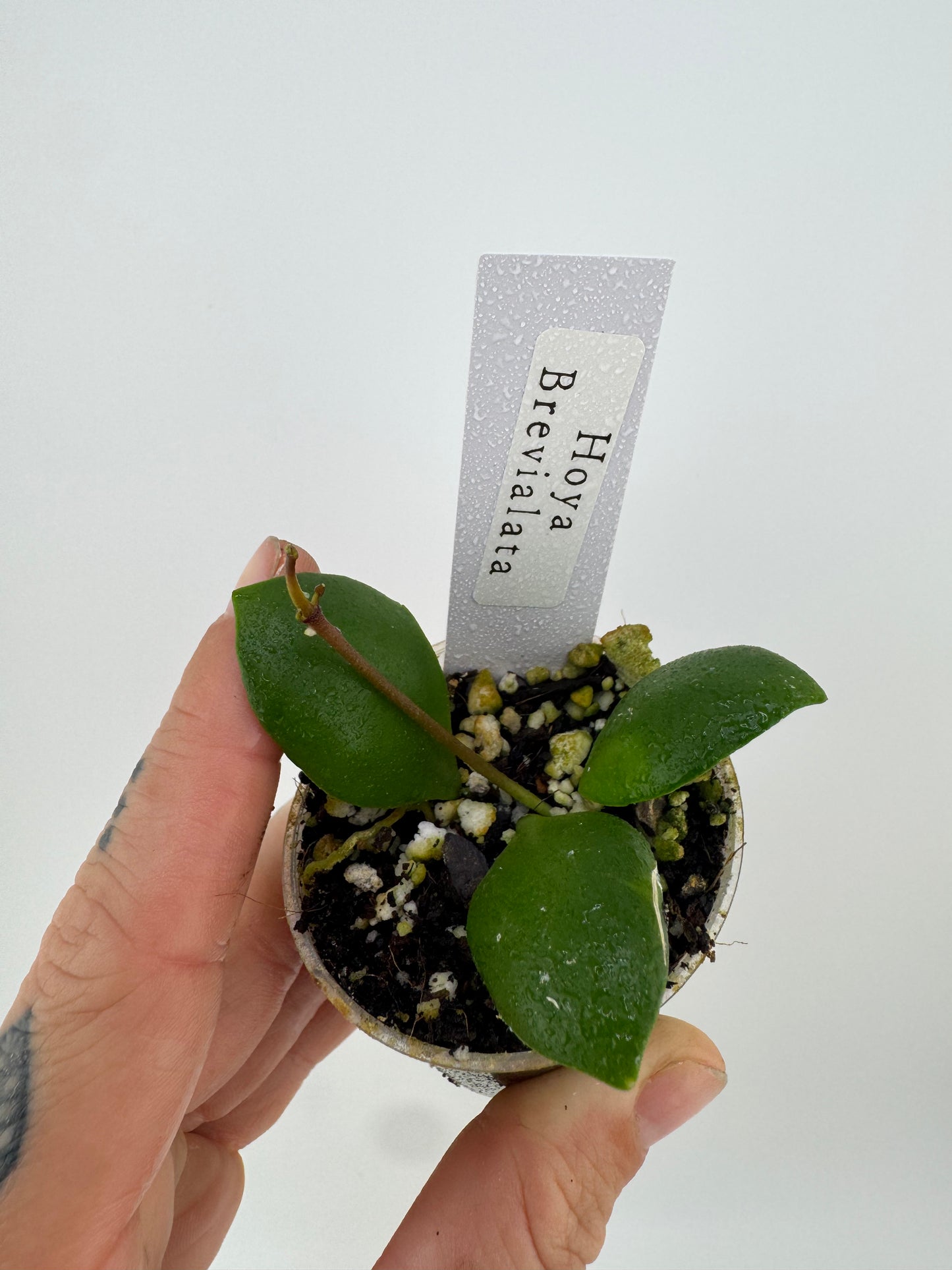 Hoya Brevialata