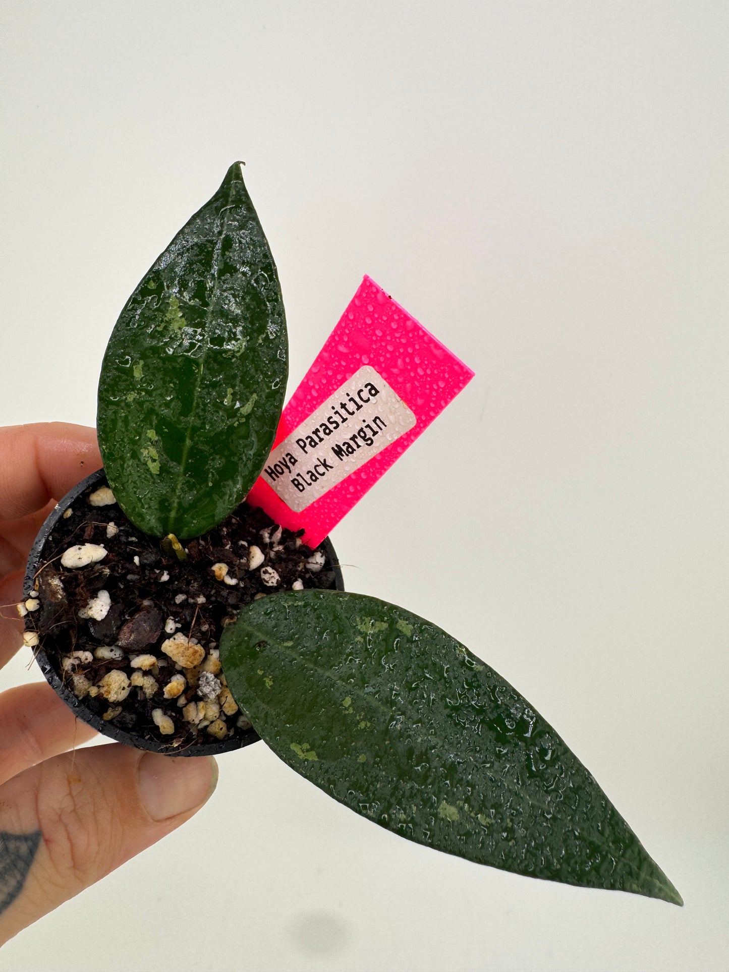 Hoya Parasitica ‘Black Margin’