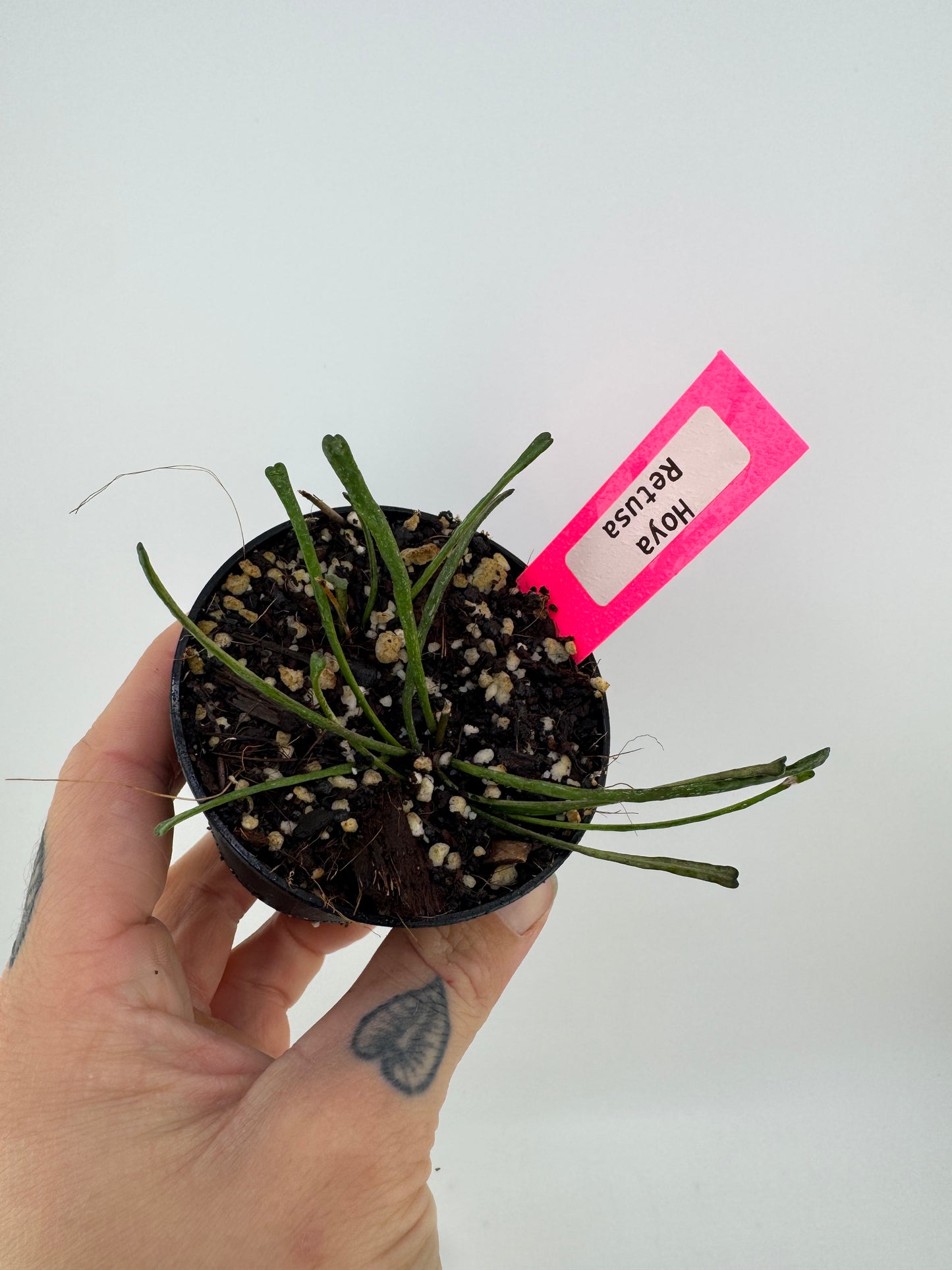 Hoya Retusa