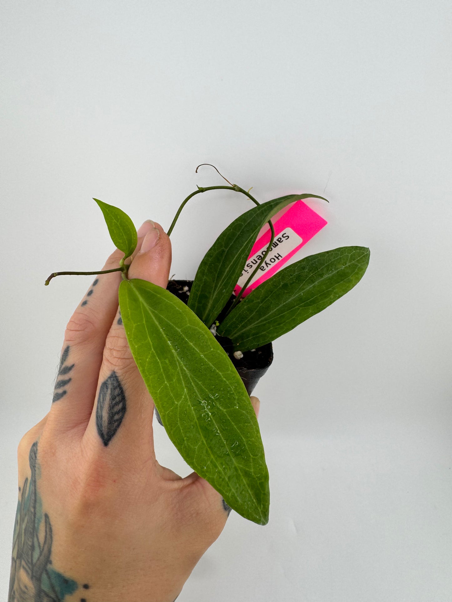 Hoya samoensis