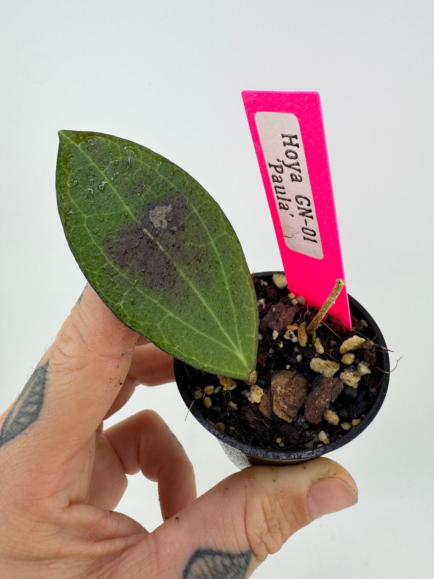 Hoya ‘Paula’ GN-01