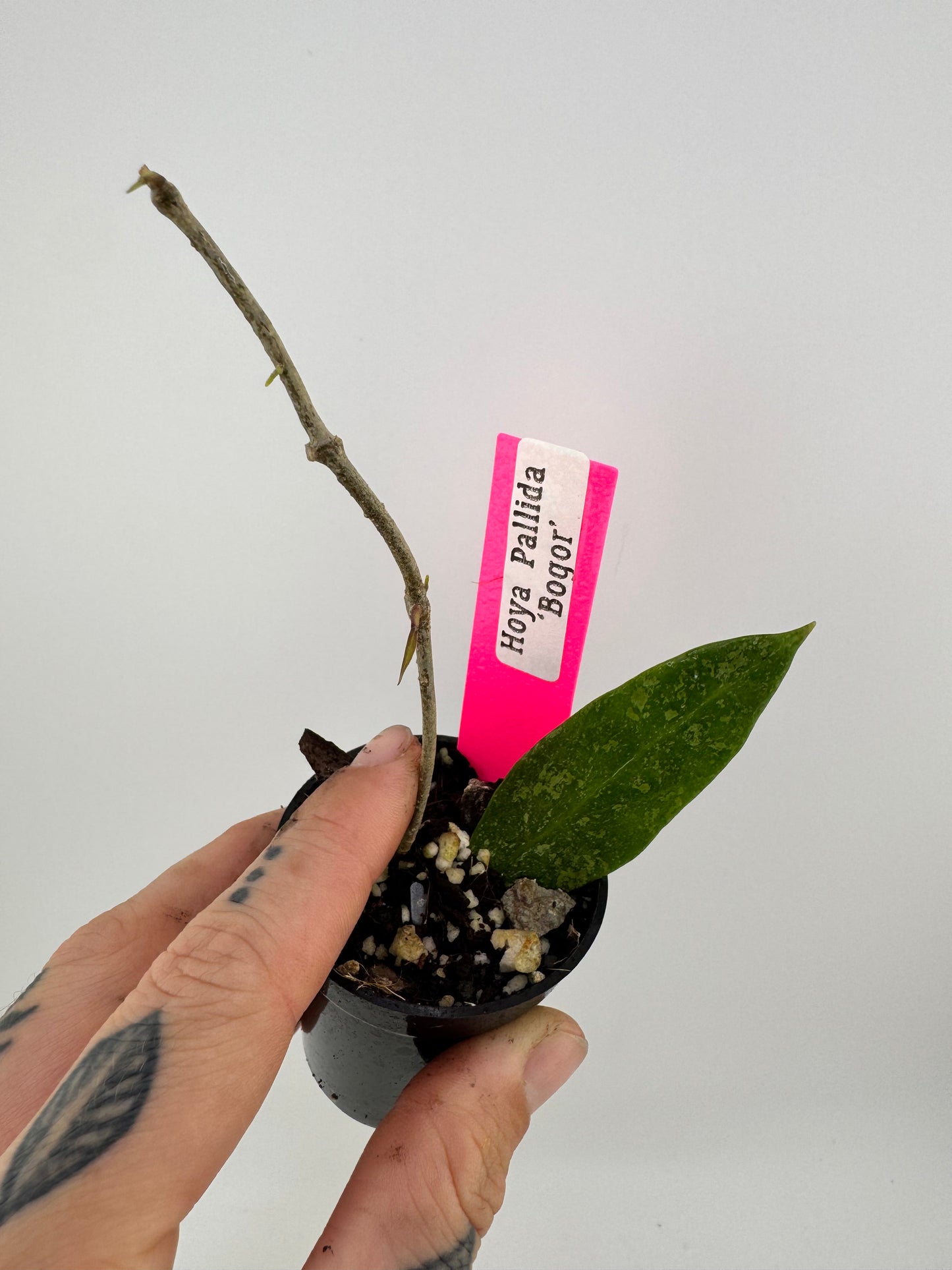 Hoya Pallida Sp. Bogor’