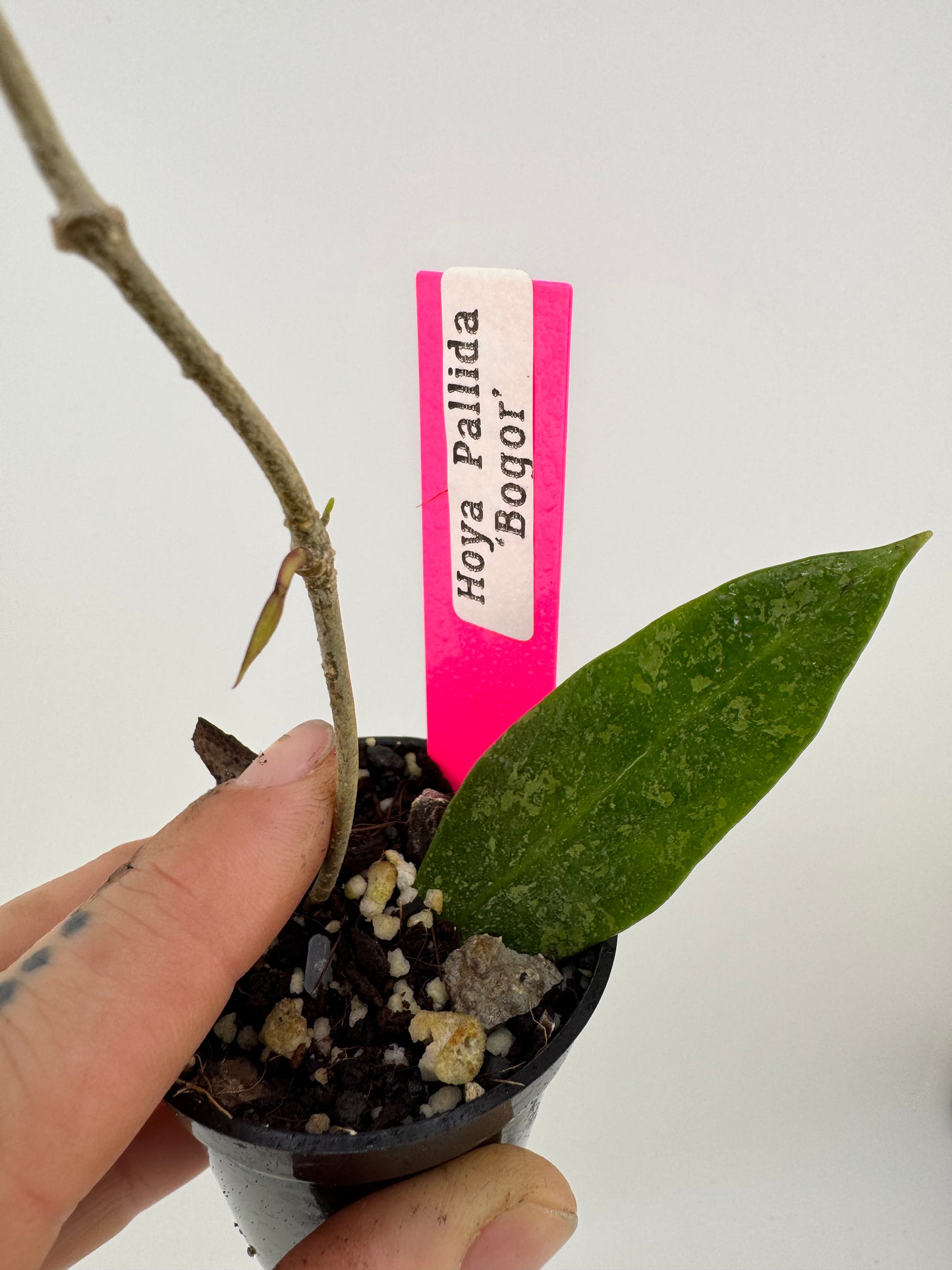 Hoya Pallida Sp. Bogor’