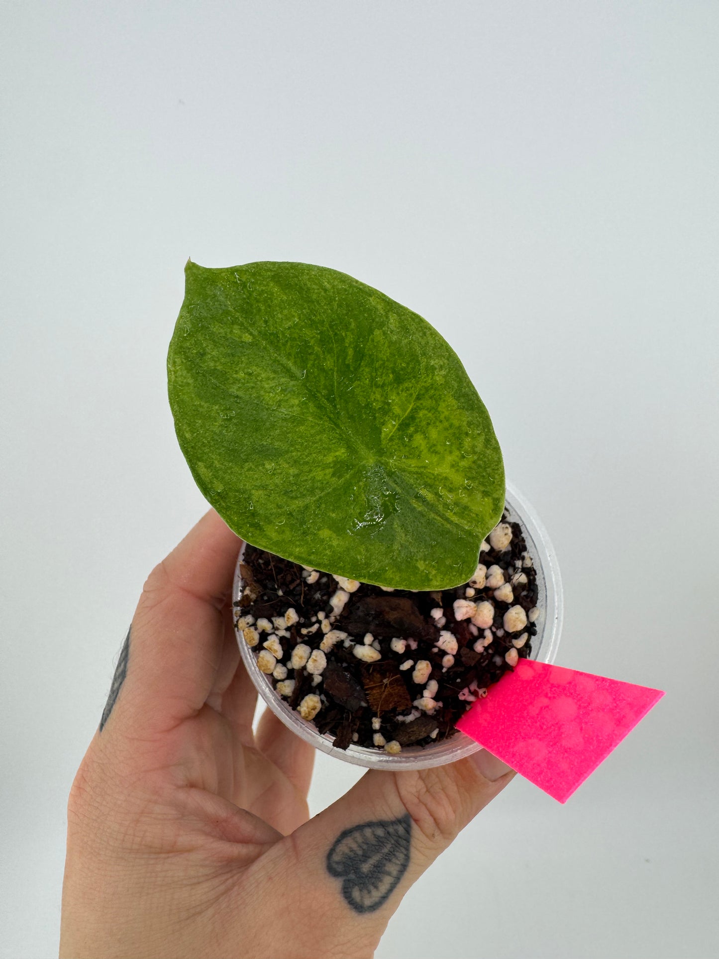 Alocasia Pink Dragon Aurea Variegated