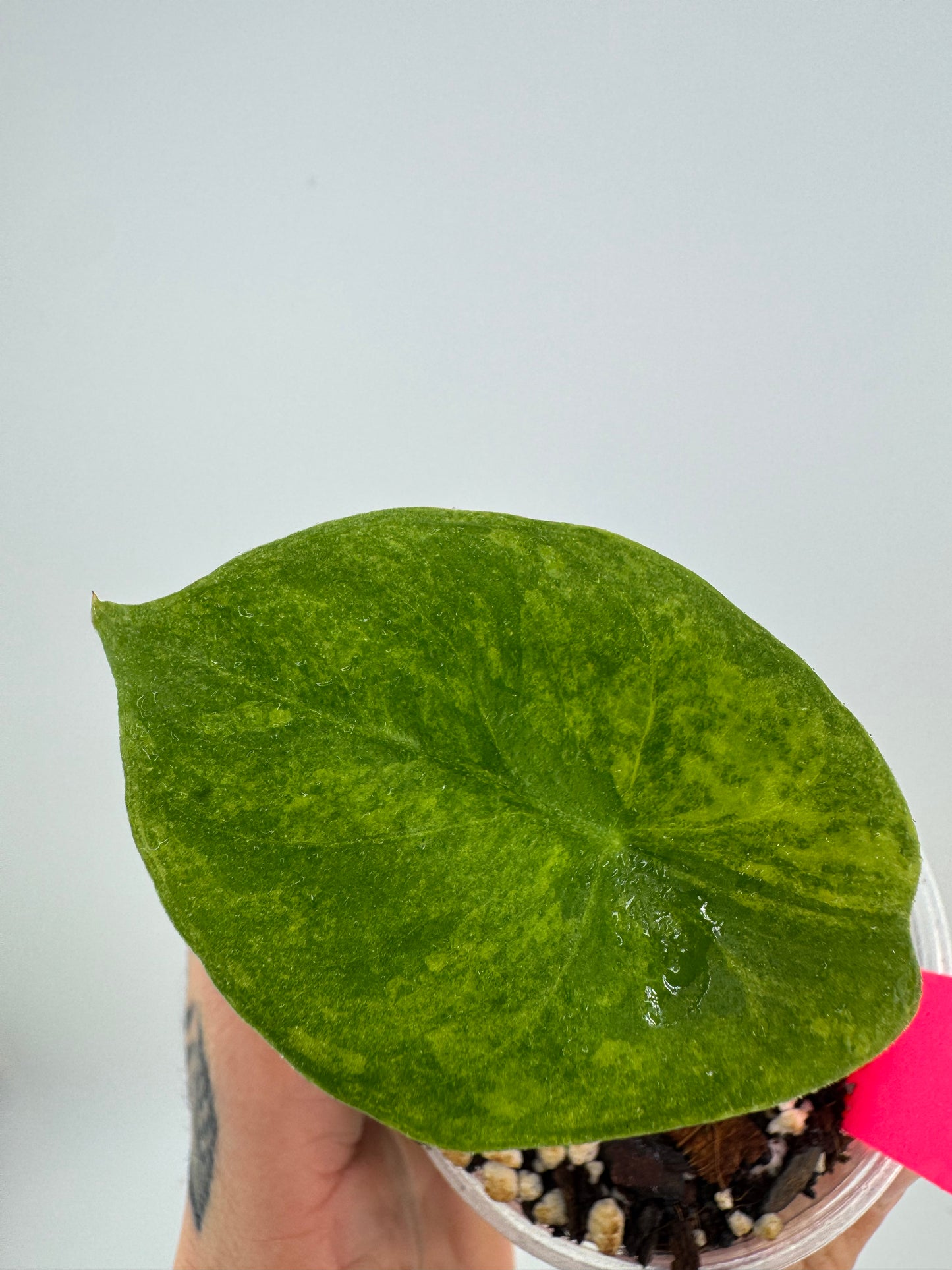 Alocasia Pink Dragon Aurea Variegated