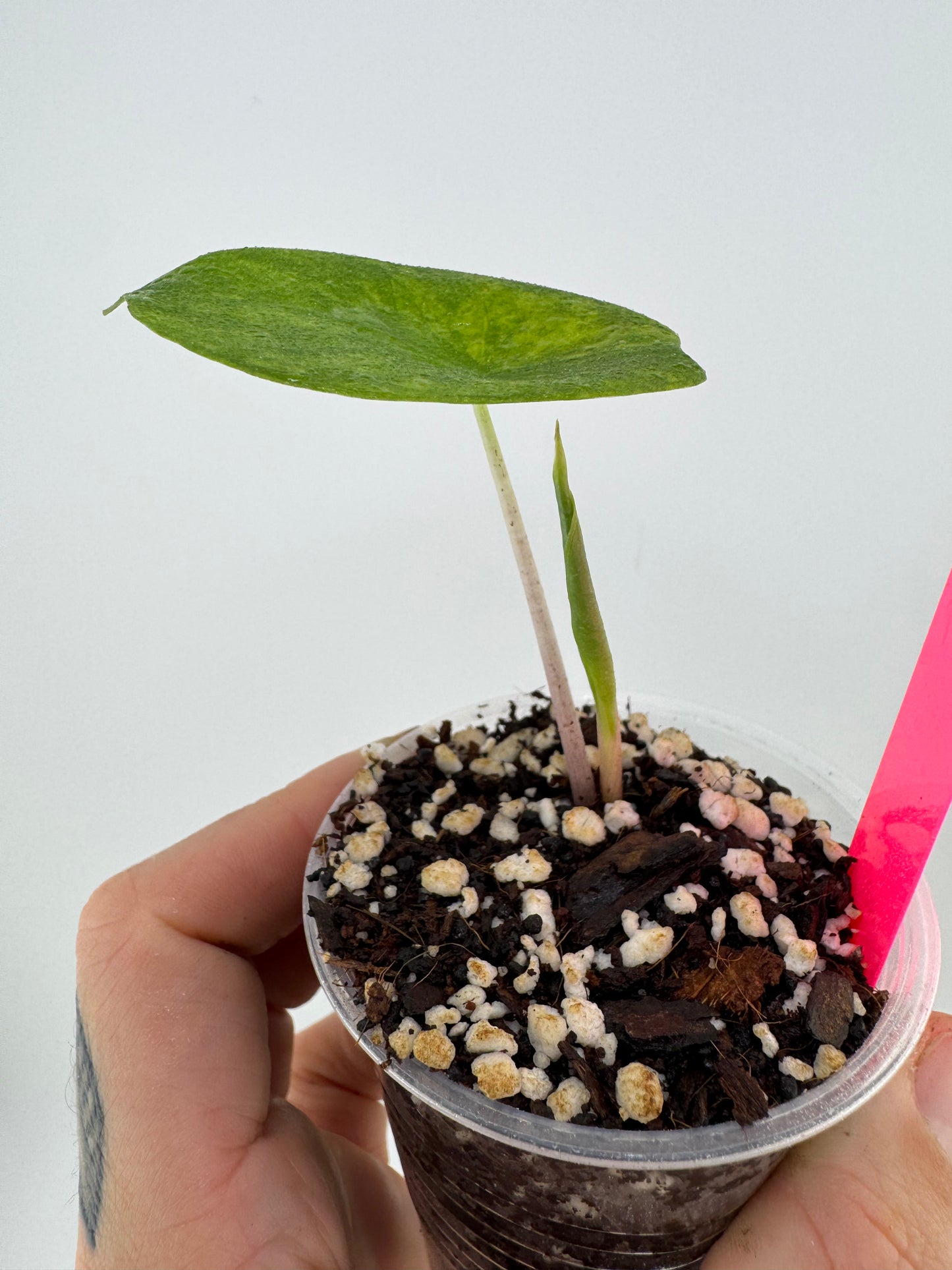 Alocasia Pink Dragon Aurea Variegated