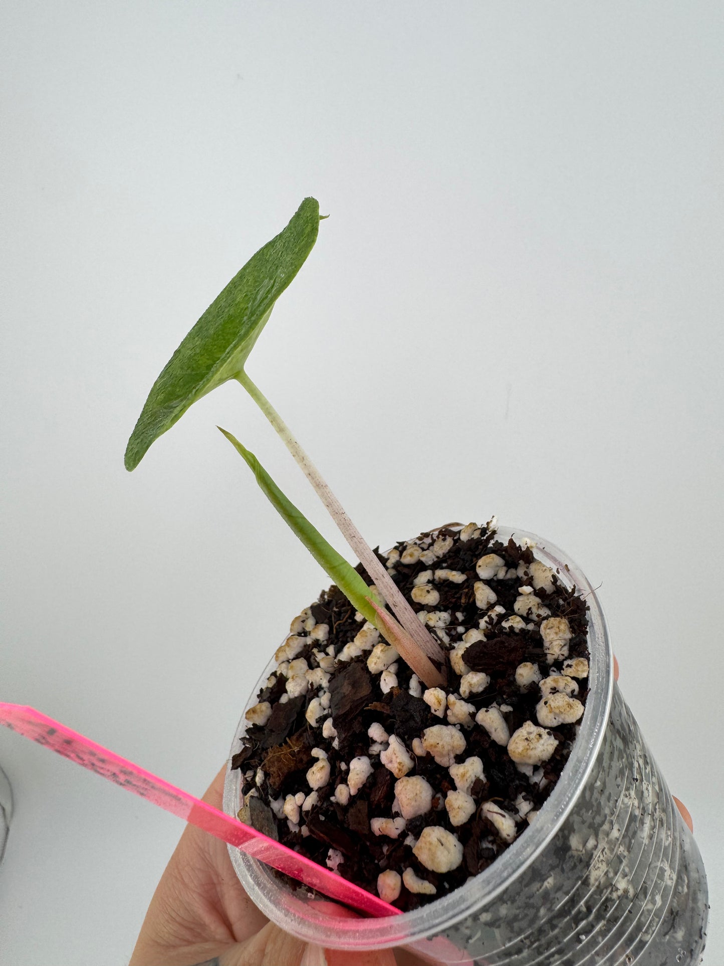 Alocasia Pink Dragon Aurea Variegated