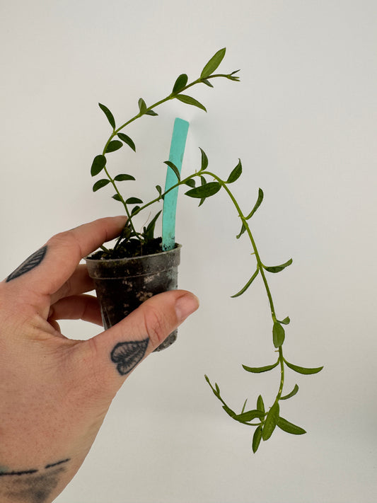Hoya Engleriana ‘Vietnam’