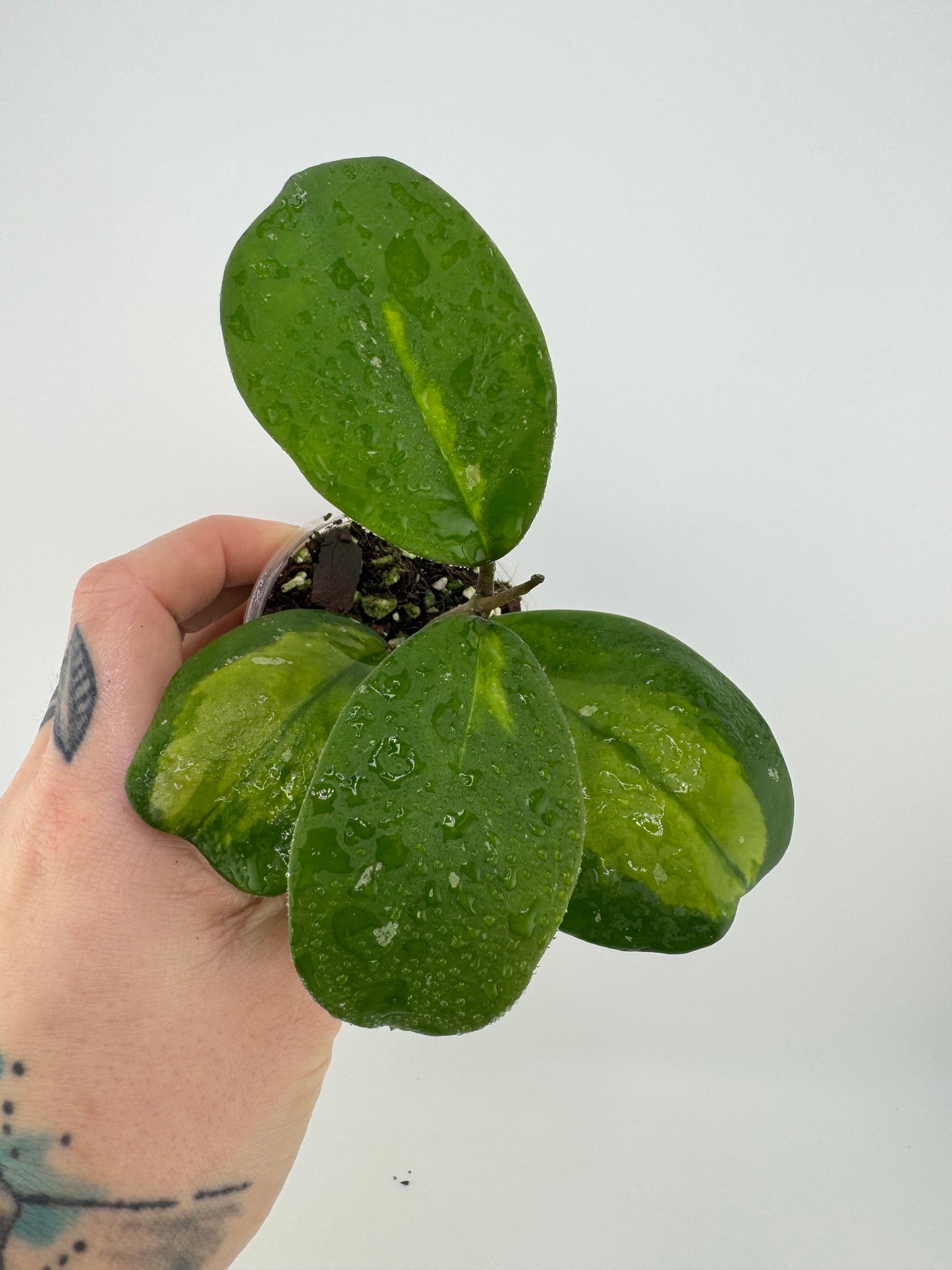Hoya Obovota Picta inner variegated