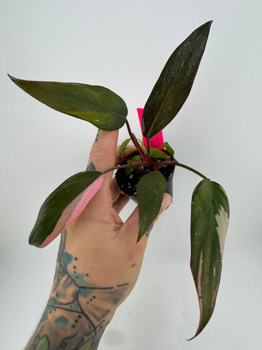 Philodendron Pink Princess