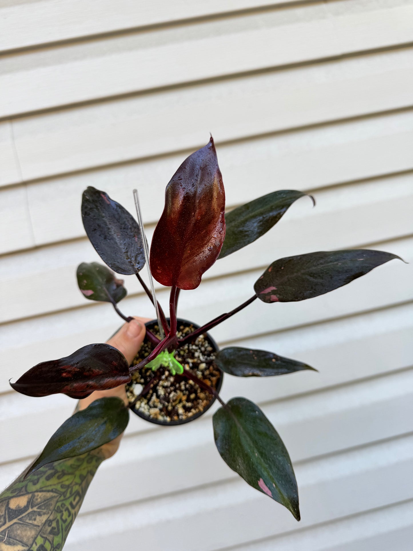 Philodendron Pink Princess