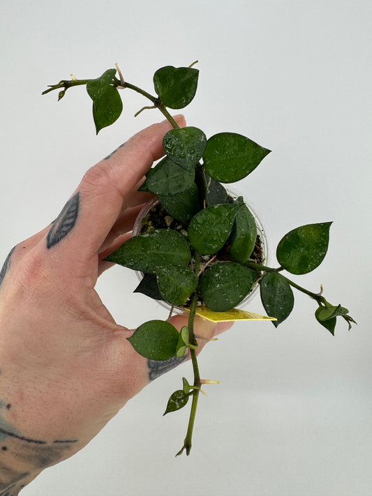 Hoya Krohniana splash