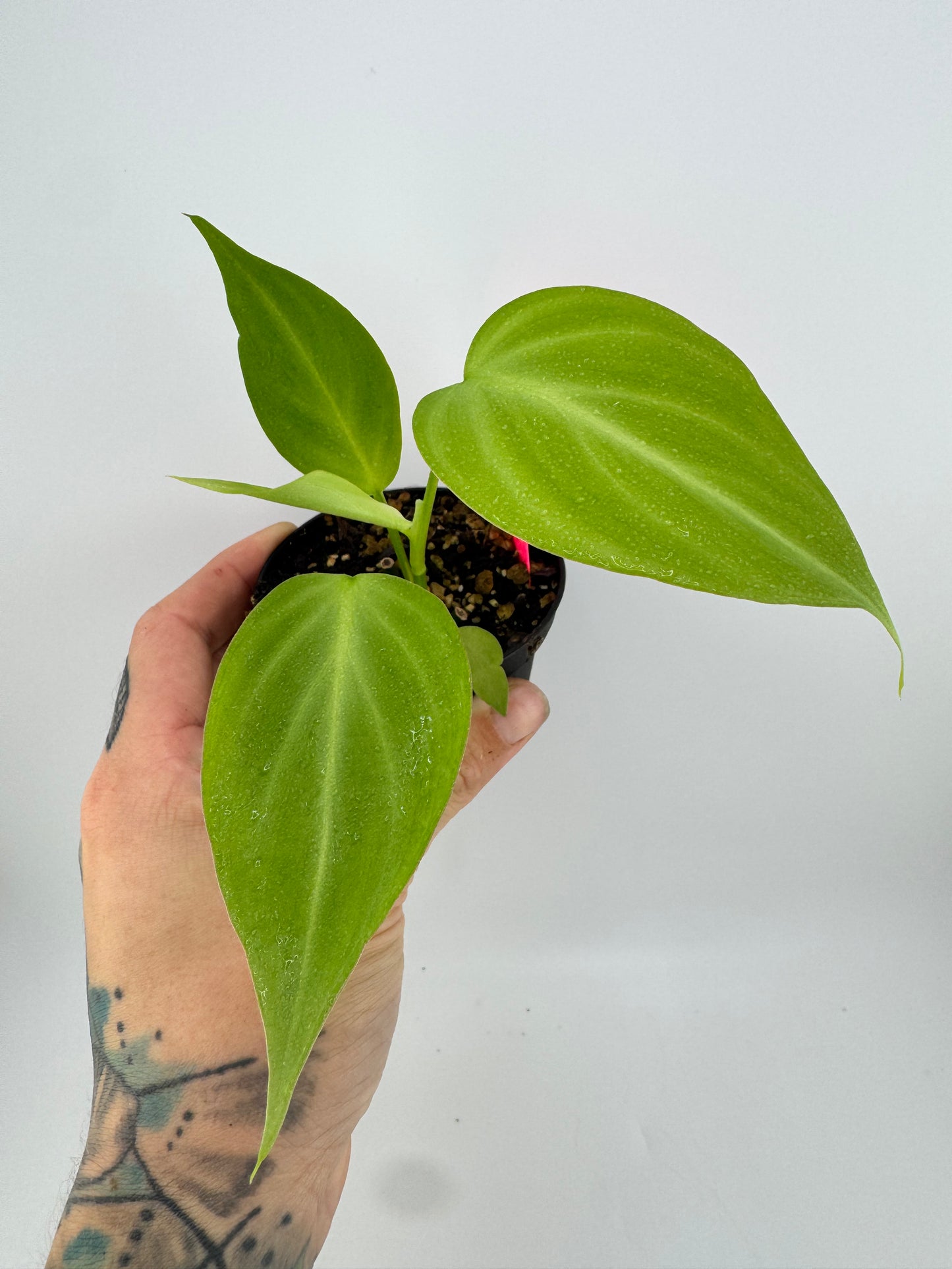 Philodendron Camposportoanum