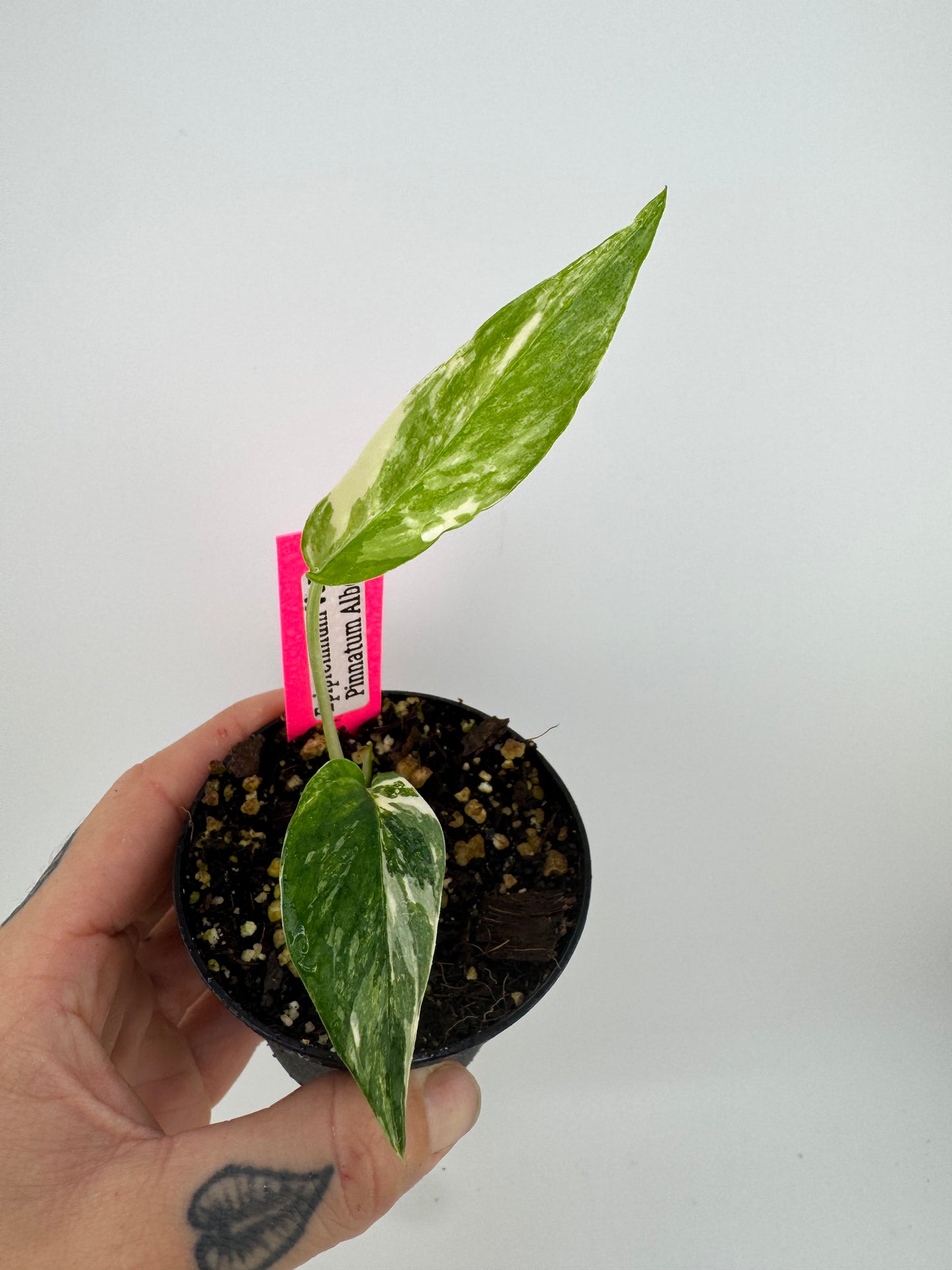 Epipremnum Pinnatum Albo Variegated