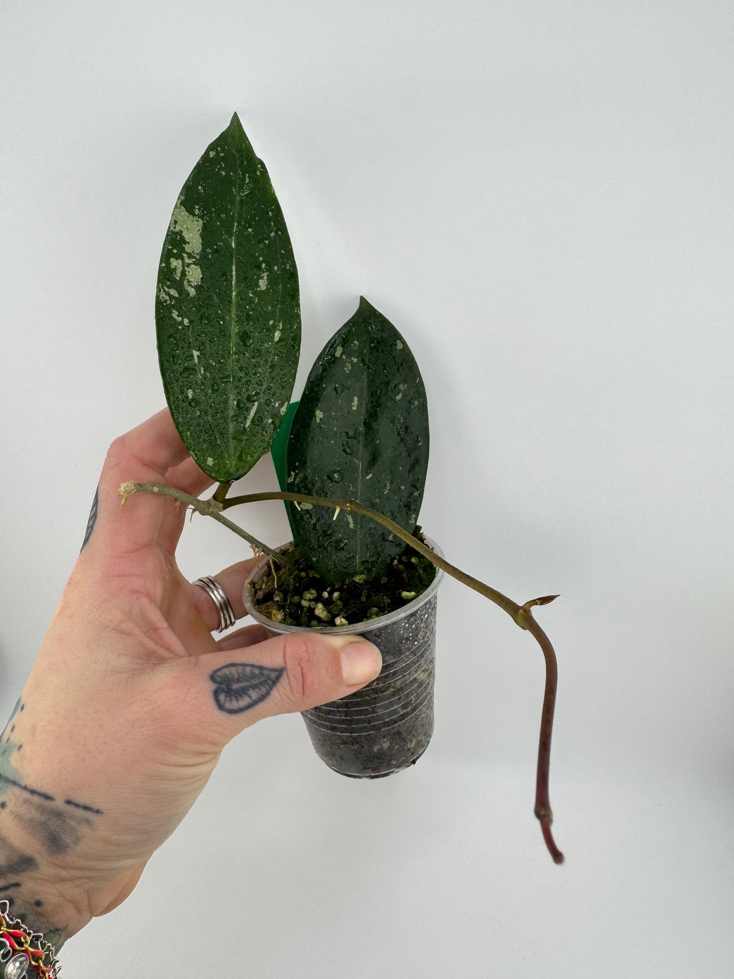 Hoya RHM-112 (LP4 x RHM-001)