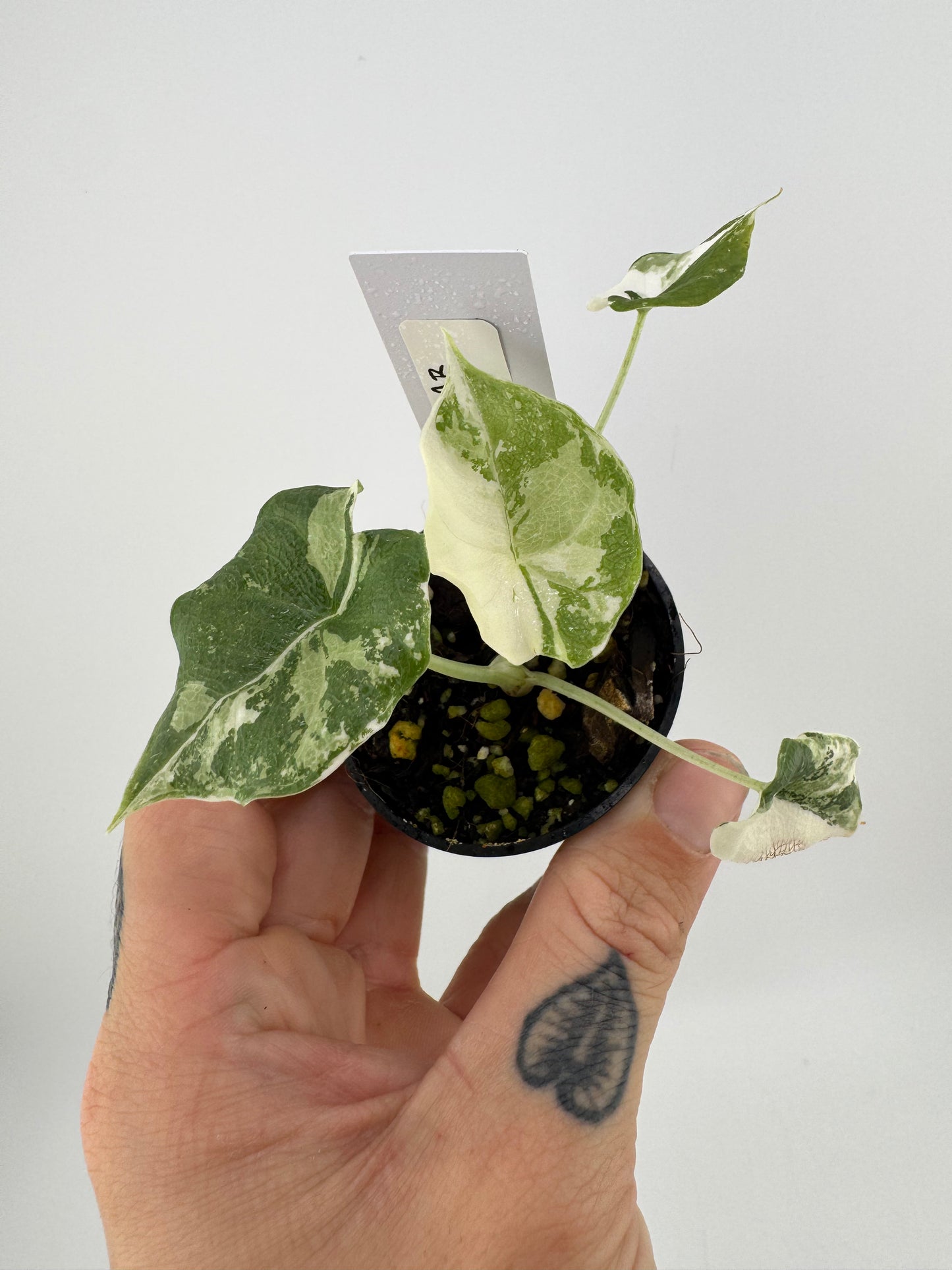 Alocasia Melo Variegated ‘Albo’ #A