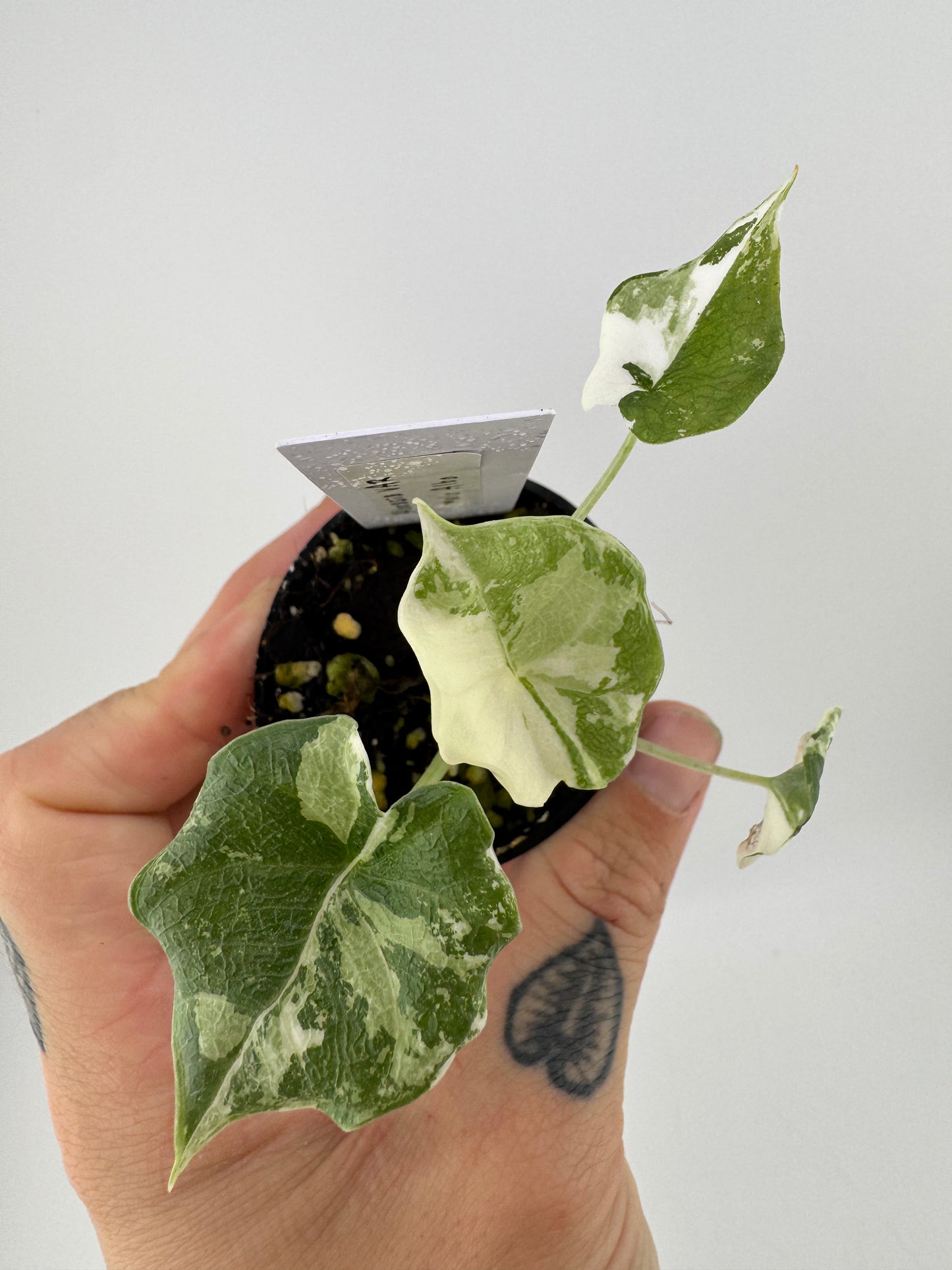 Alocasia Melo Variegated ‘Albo’ #A