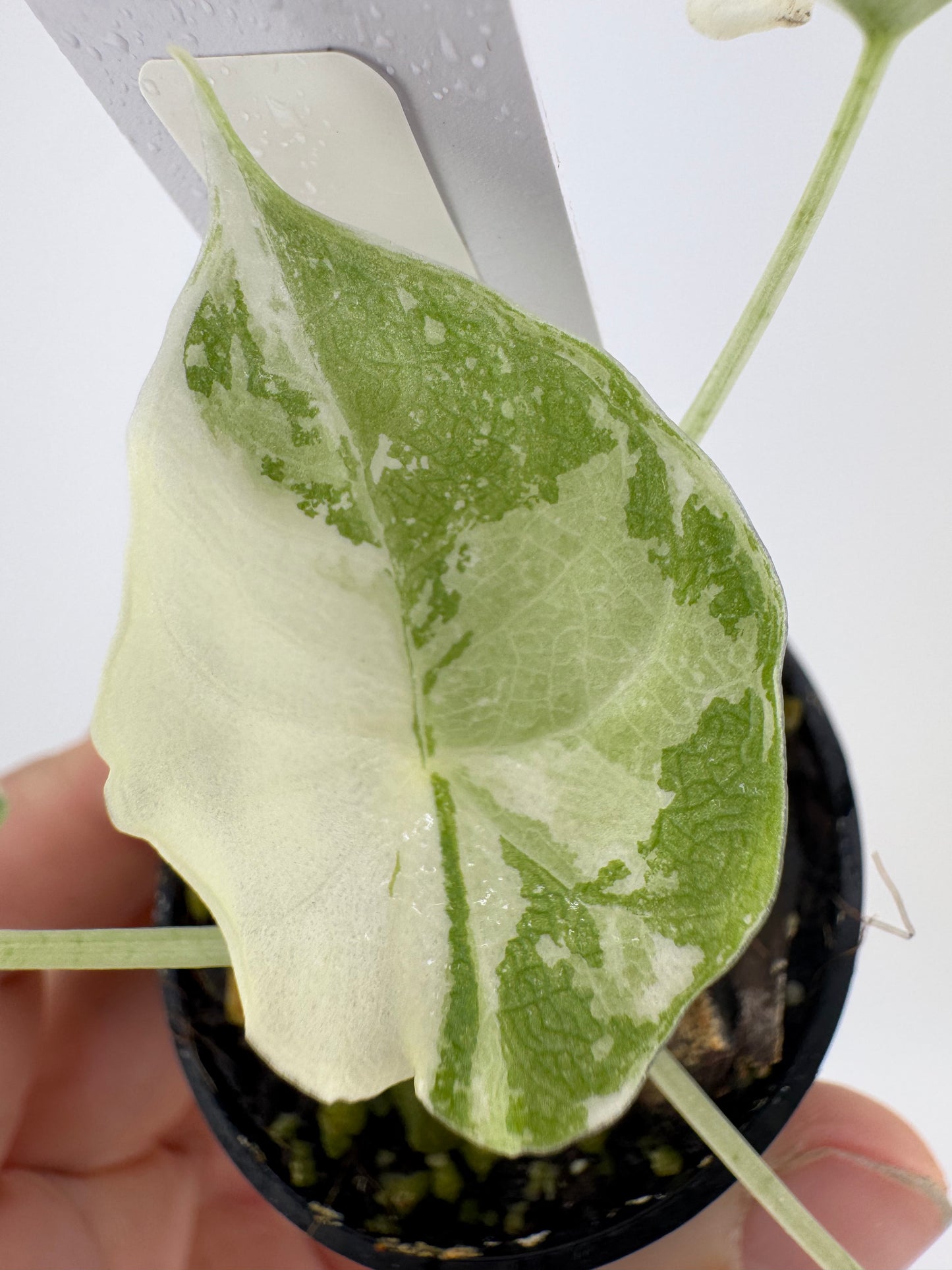Alocasia Melo Variegated ‘Albo’ #A