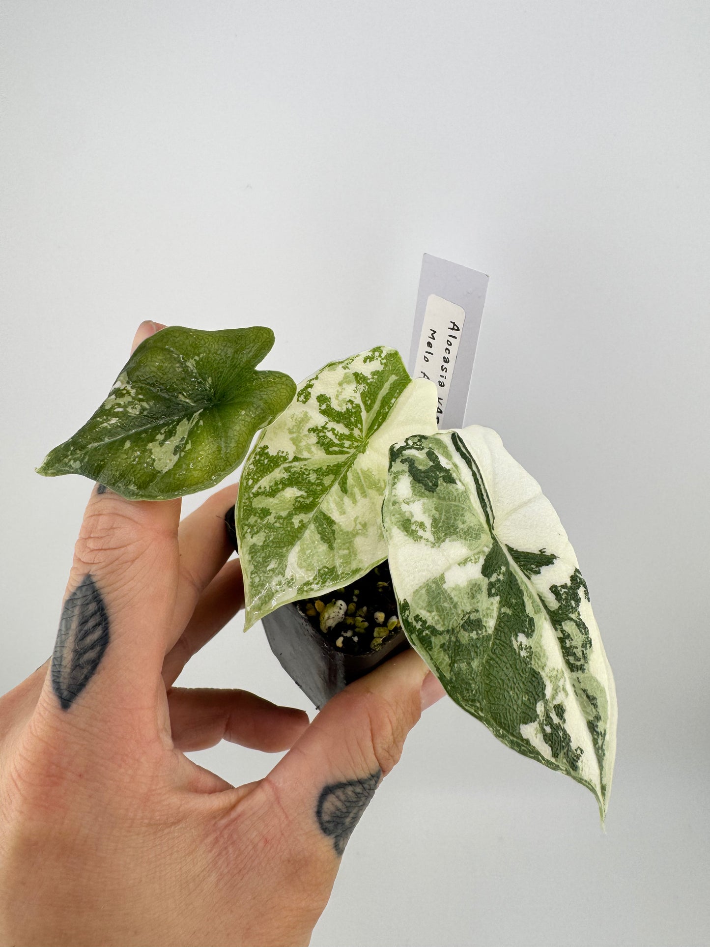 Alocasia Melo Variegated ‘Albo’ #B