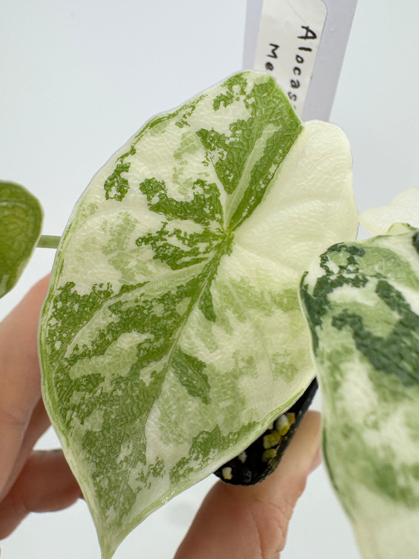 Alocasia Melo Variegated ‘Albo’ #B
